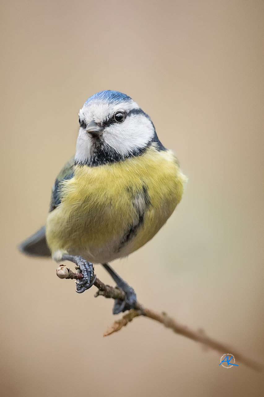 Sony 500mm F4 G SSM sample photo. Eurasian blue tit, cyanistes caeruleus photography