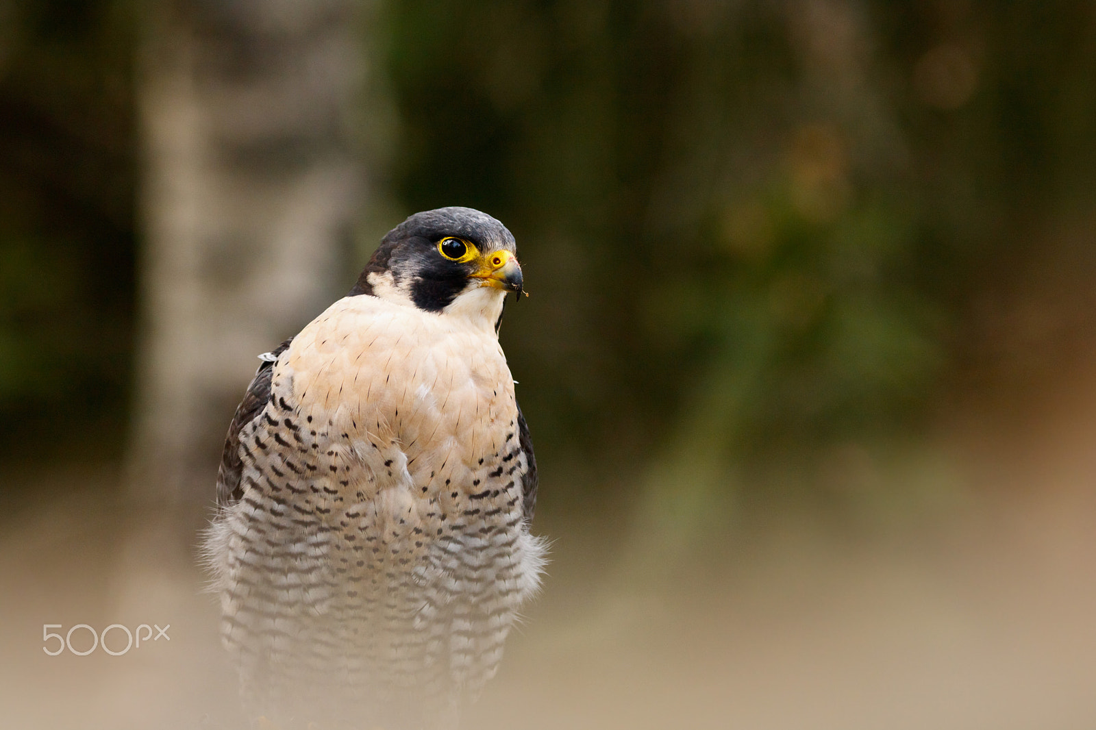 Canon EOS 760D (EOS Rebel T6s / EOS 8000D) + Canon EF 200mm F2.8L II USM sample photo. Sokol stěhovavý-sokolnicky vedený photography