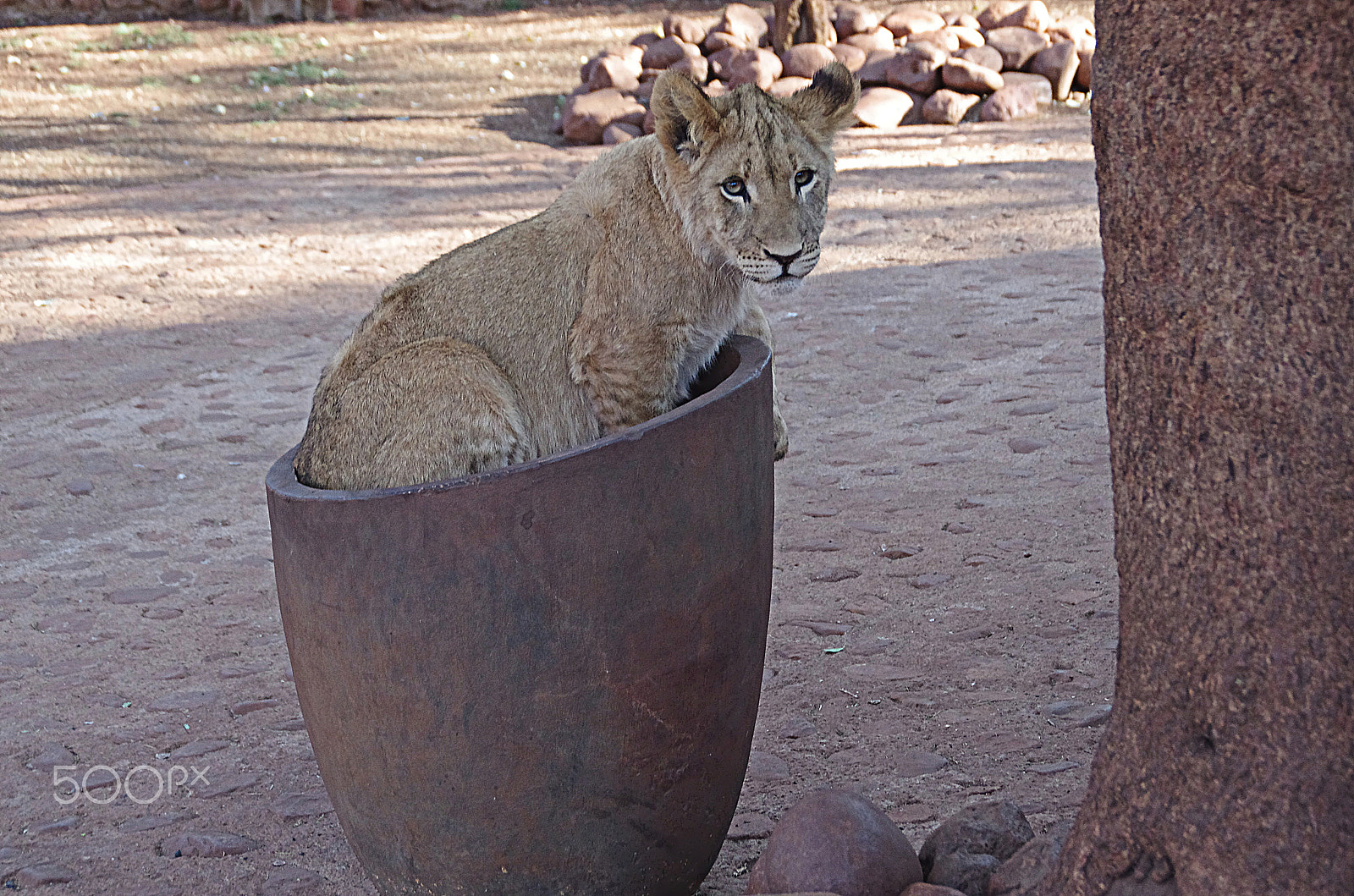 Tamron AF 18-200mm F3.5-6.3 XR Di II LD Aspherical (IF) Macro sample photo. Lion cub with attitude photography