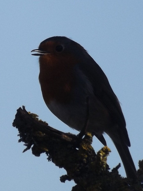 Fujifilm FinePix SL280 sample photo. Dusk to dawn robin photography