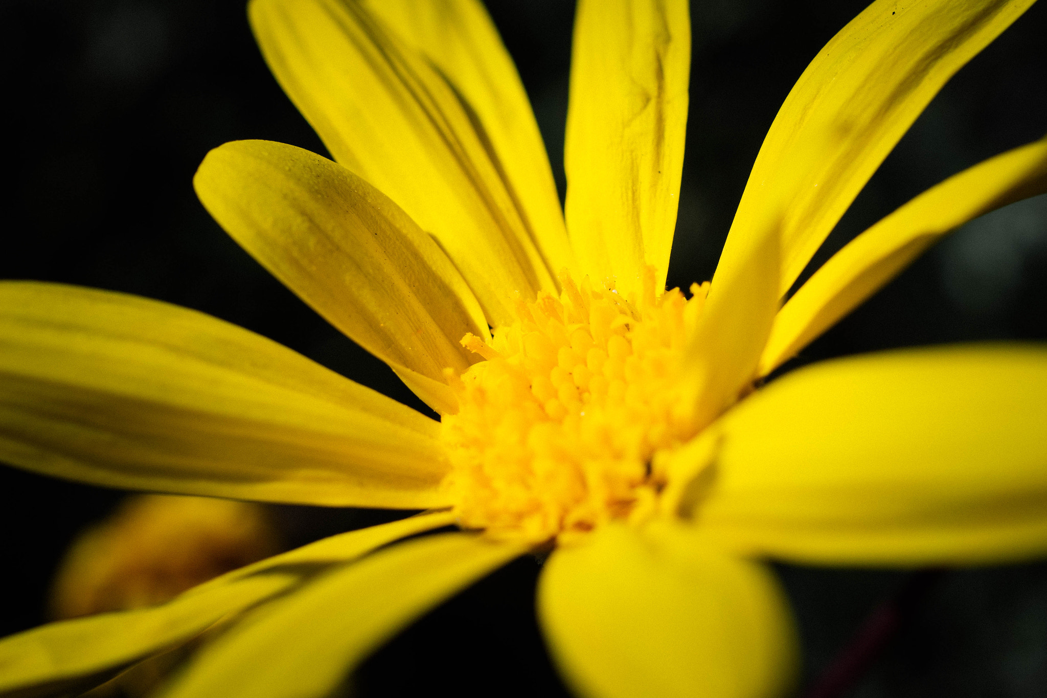 Panasonic Lumix G Macro 30mm F2.8 ASPH Mega OIS sample photo. Lily ops daisy photography