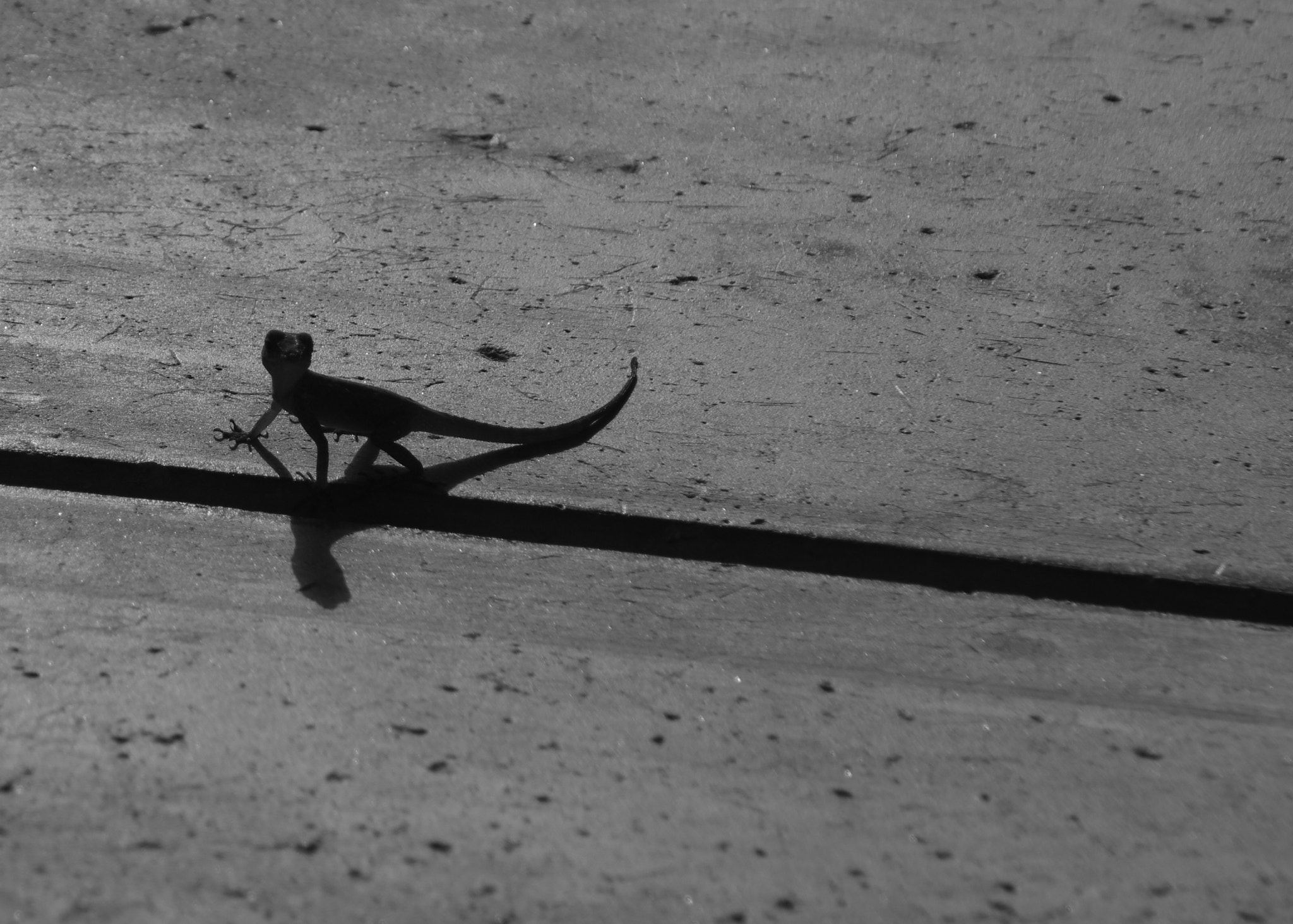 Pentax K-5 II + Tamron AF 18-200mm F3.5-6.3 XR Di II LD Aspherical (IF) Macro sample photo. Lizard escape photography