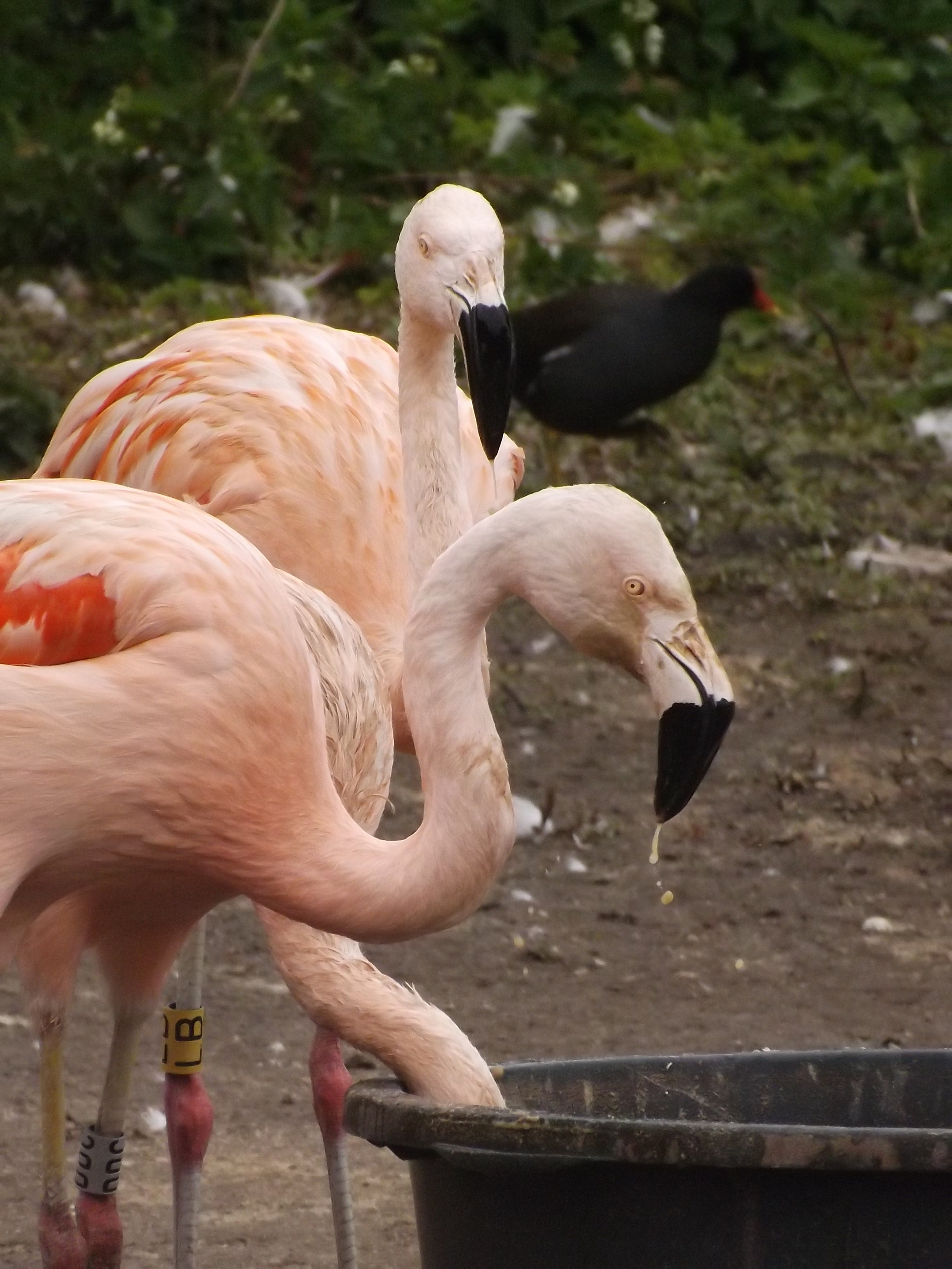 Fujifilm FinePix SL280 sample photo. The flamingo photography