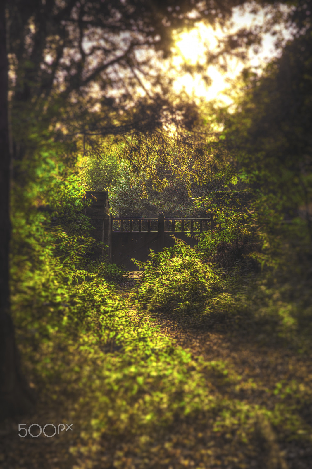 Nikon D800 + Sigma 28-105mm F2.8-4 Aspherical sample photo. Woodland escape photography