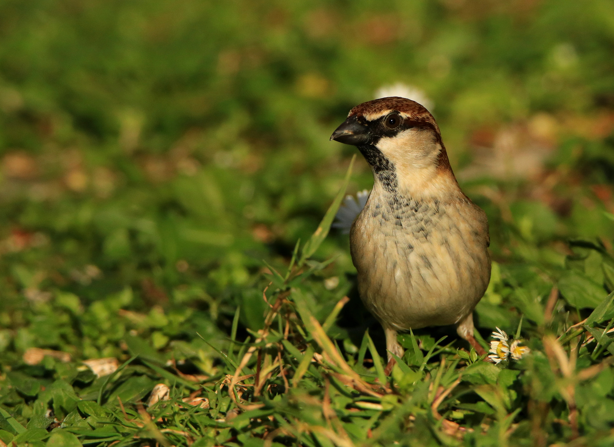 Tamron SP 150-600mm F5-6.3 Di VC USD sample photo. House sparrow photography