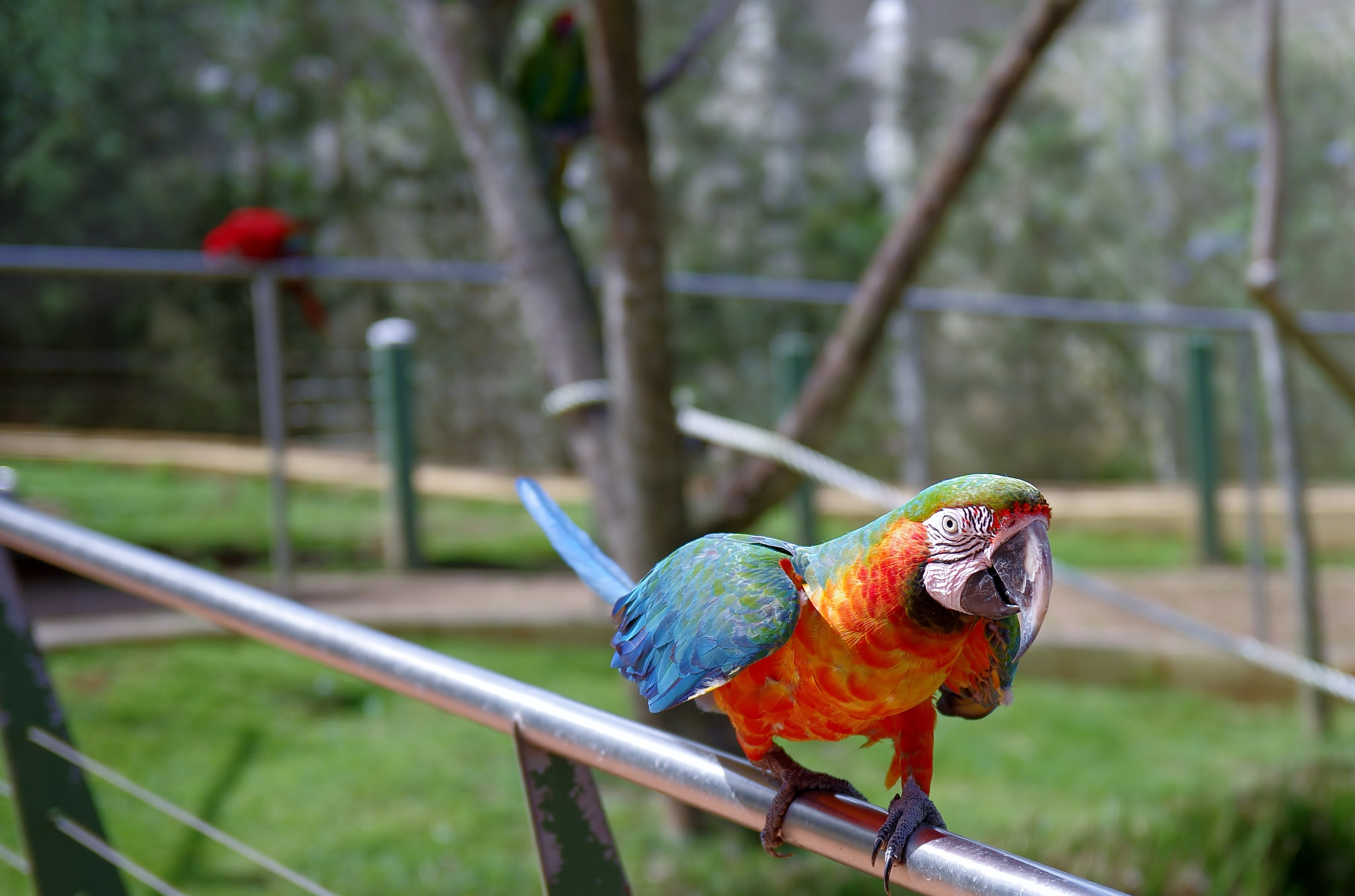 Sigma 17-50mm F2.8 EX DC HSM sample photo. Scarlet macaw out for a walk photography