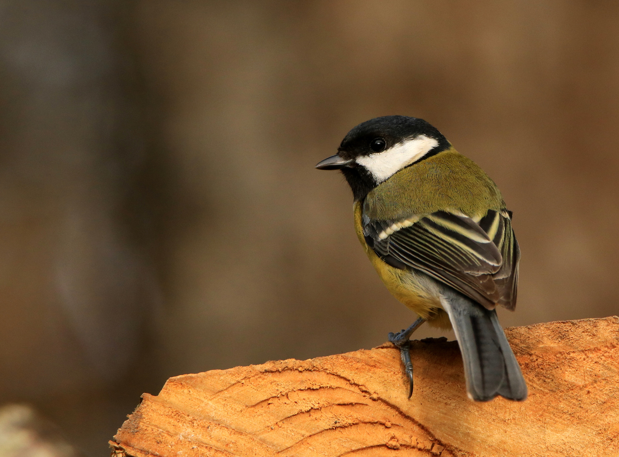 Canon EOS 760D (EOS Rebel T6s / EOS 8000D) + Tamron SP 150-600mm F5-6.3 Di VC USD sample photo. Great tit  photography