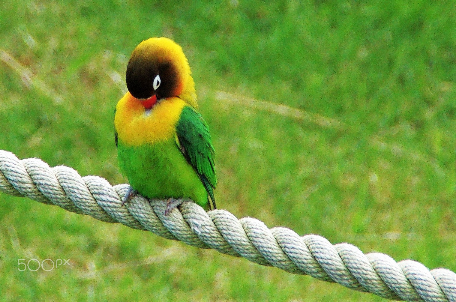 Pentax K-5 II sample photo. Bird taking a nap photography
