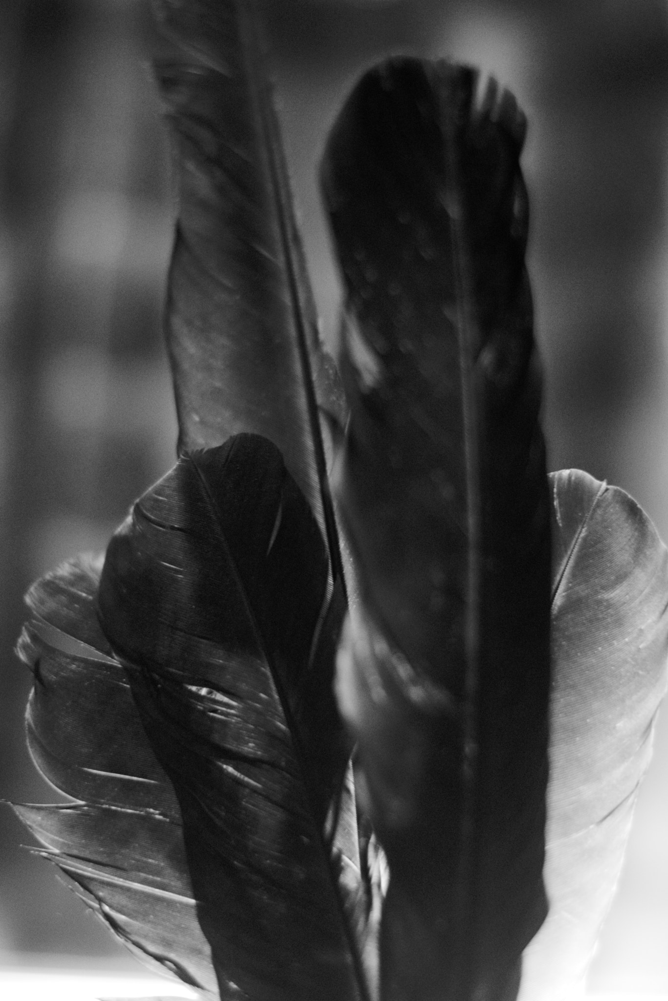 Nikon D5300 + 50mm F1.8 sample photo. Raven's wing photography