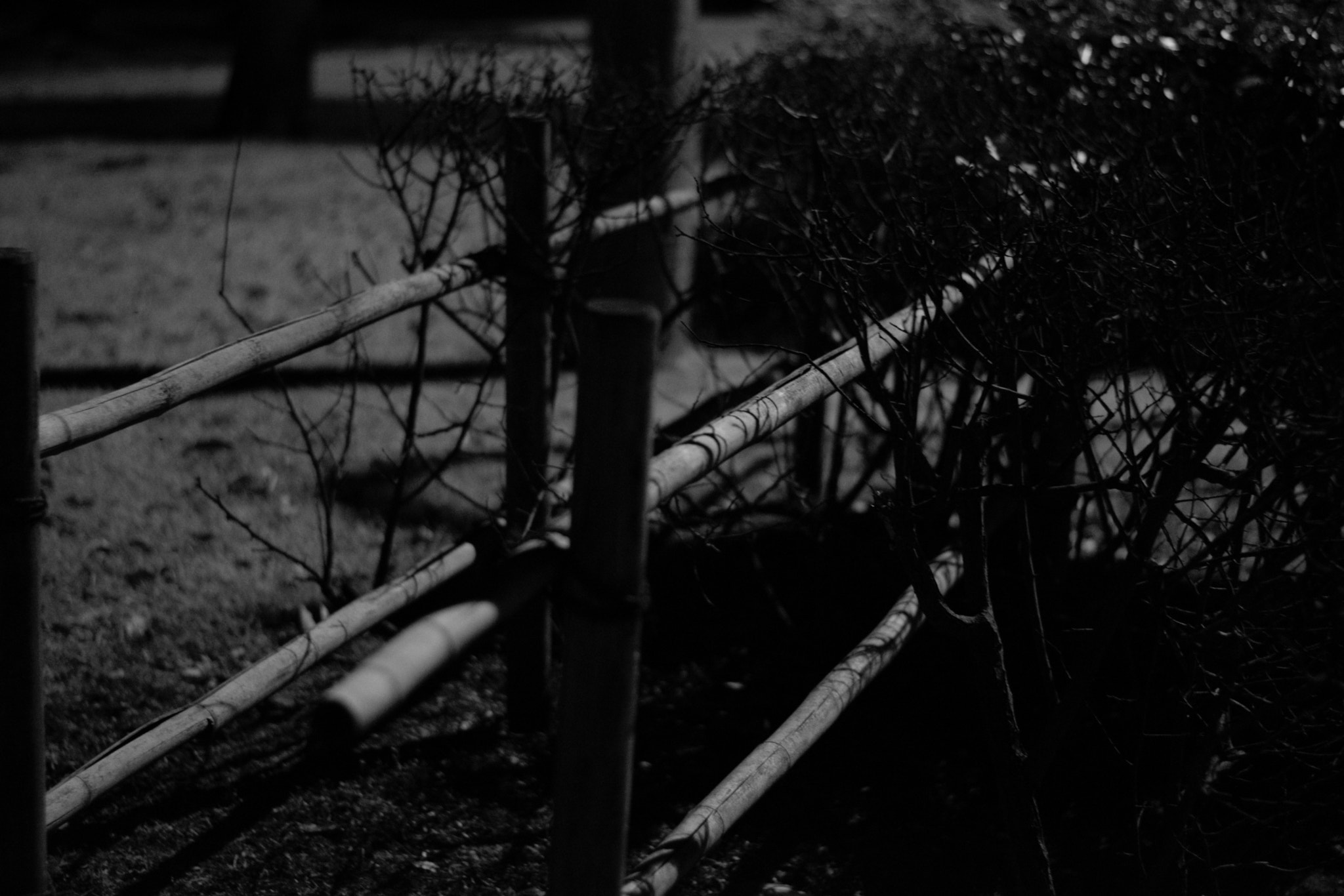 Nikon D5300 + 50mm F1.8 sample photo. Bamboo photography
