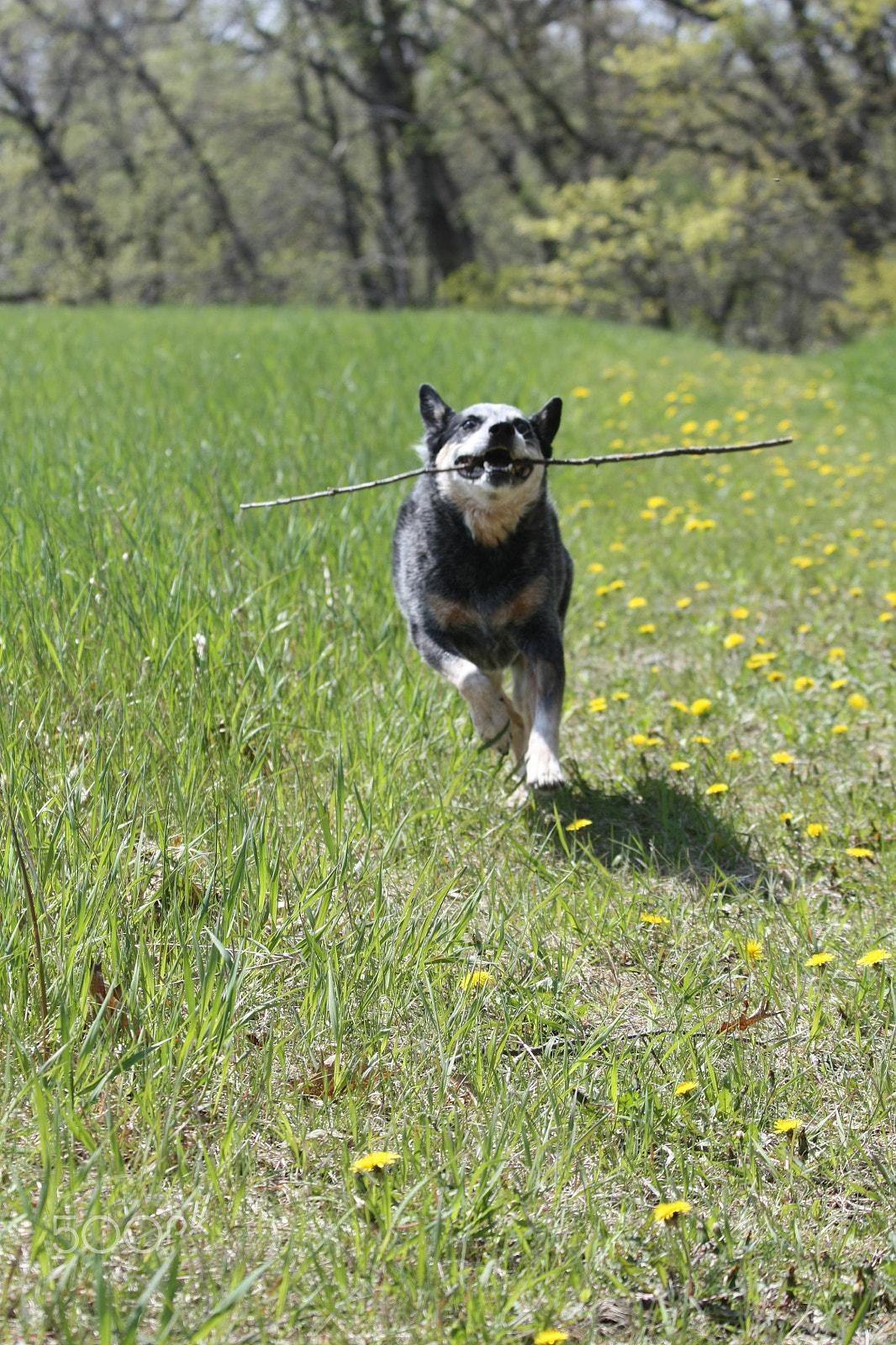 Canon EOS 450D (EOS Rebel XSi / EOS Kiss X2) sample photo. Bubba loves sticks photography