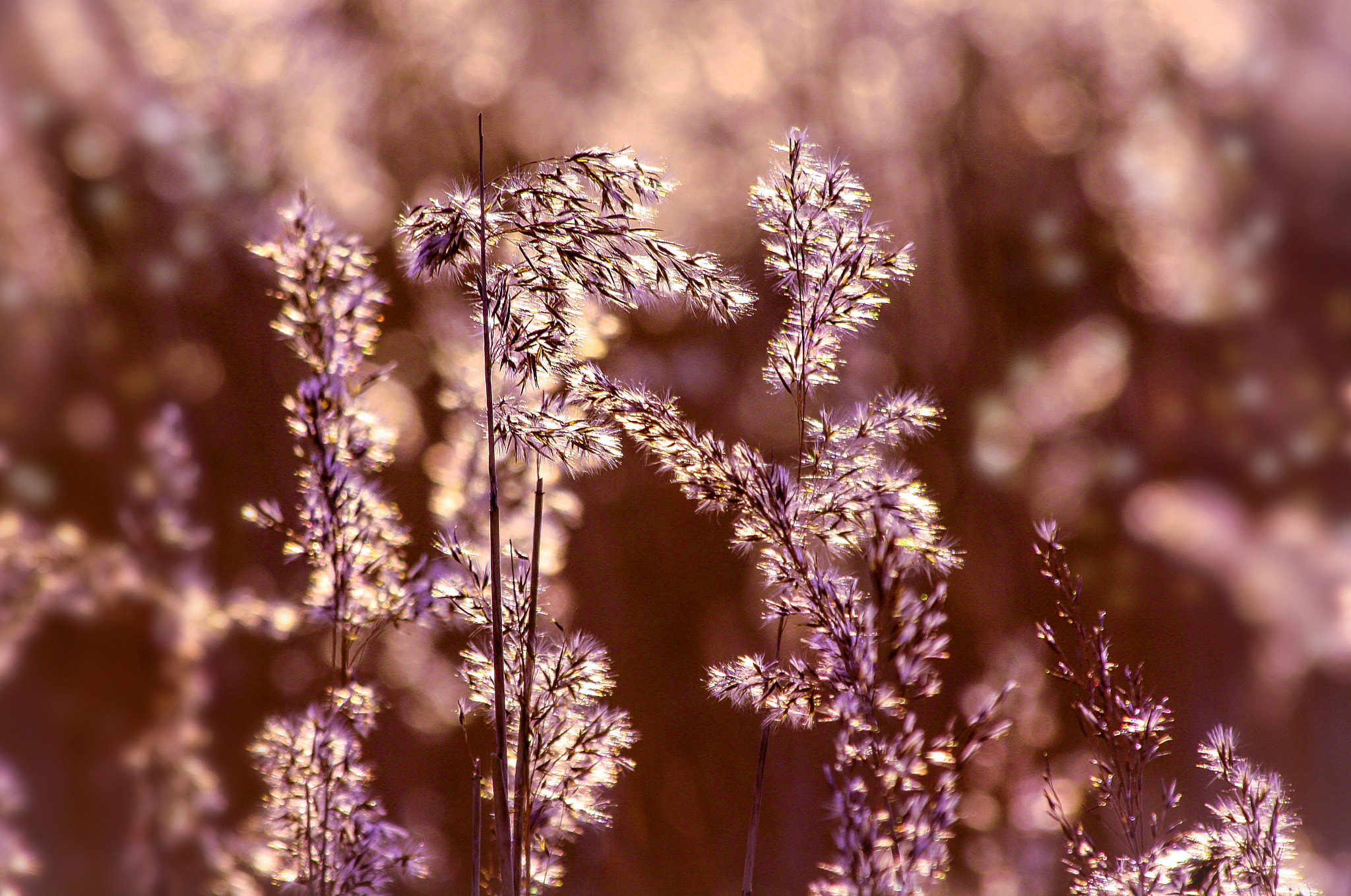 Canon EF 70-300mm F4-5.6 IS USM sample photo. Natures magic photography