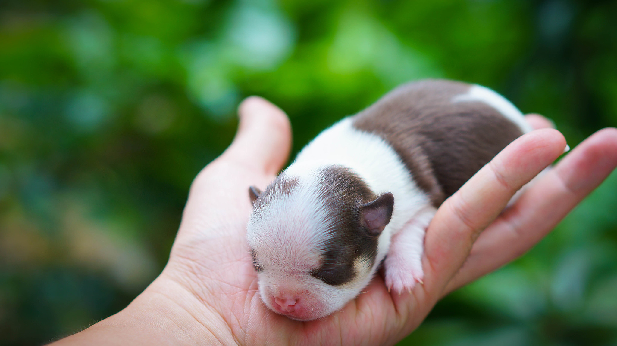 Sony Alpha NEX-5T + E 50mm F1.8 OSS sample photo. Maroon chihuahua puppy photography