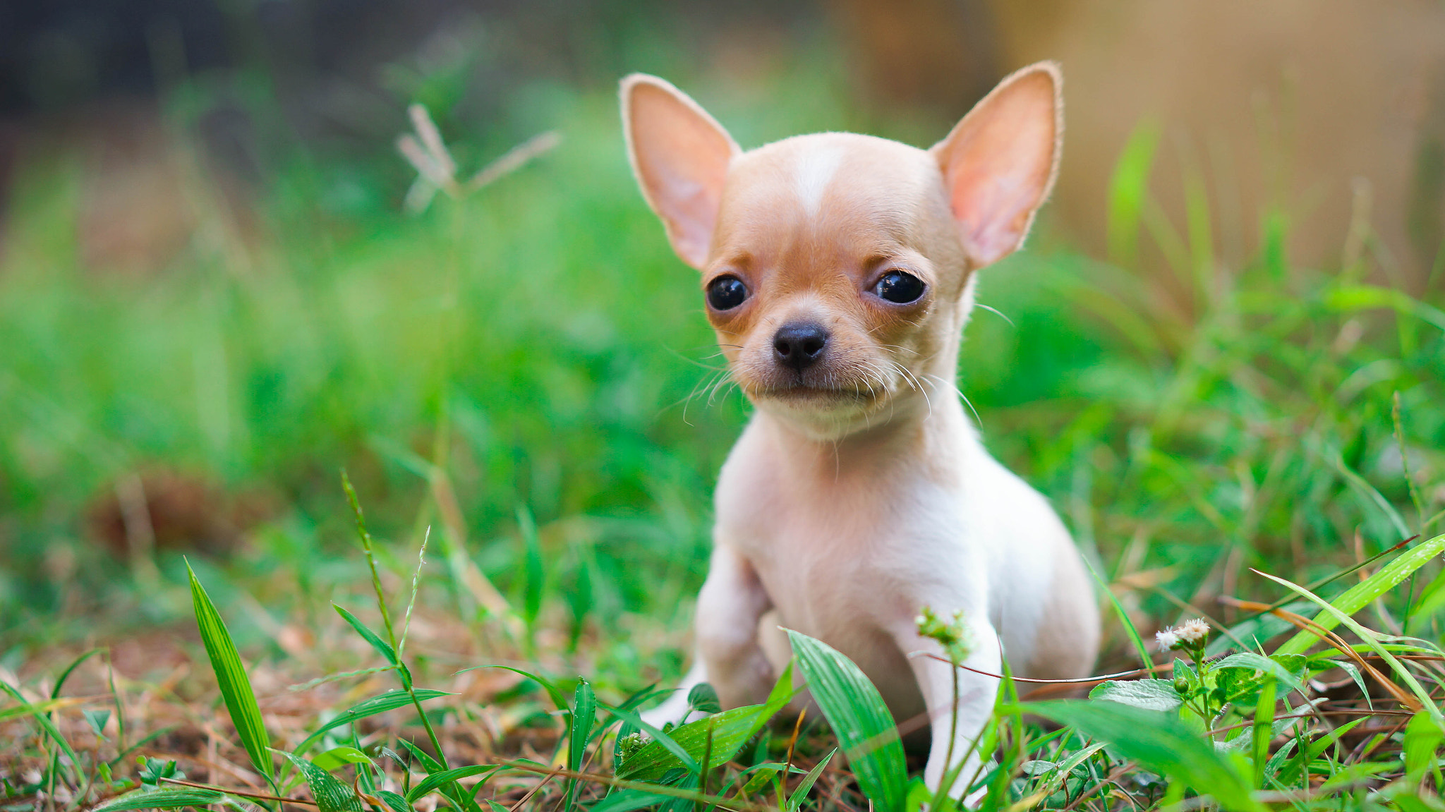 Sony Alpha NEX-5T + E 50mm F1.8 OSS sample photo. Teacup chihuahua photography