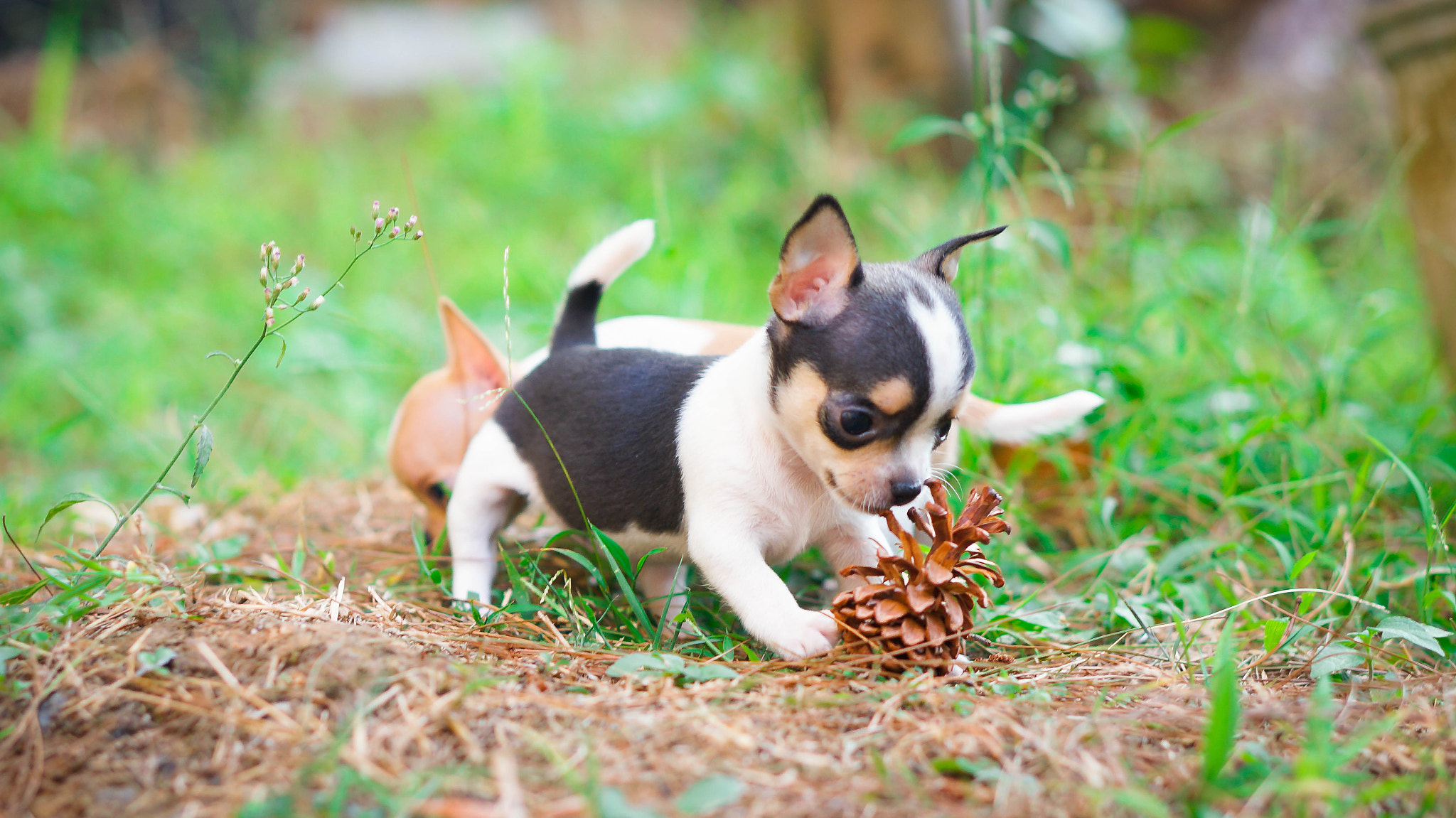 Sony Alpha NEX-5T + E 50mm F1.8 OSS sample photo. Teacup chihuahua photography