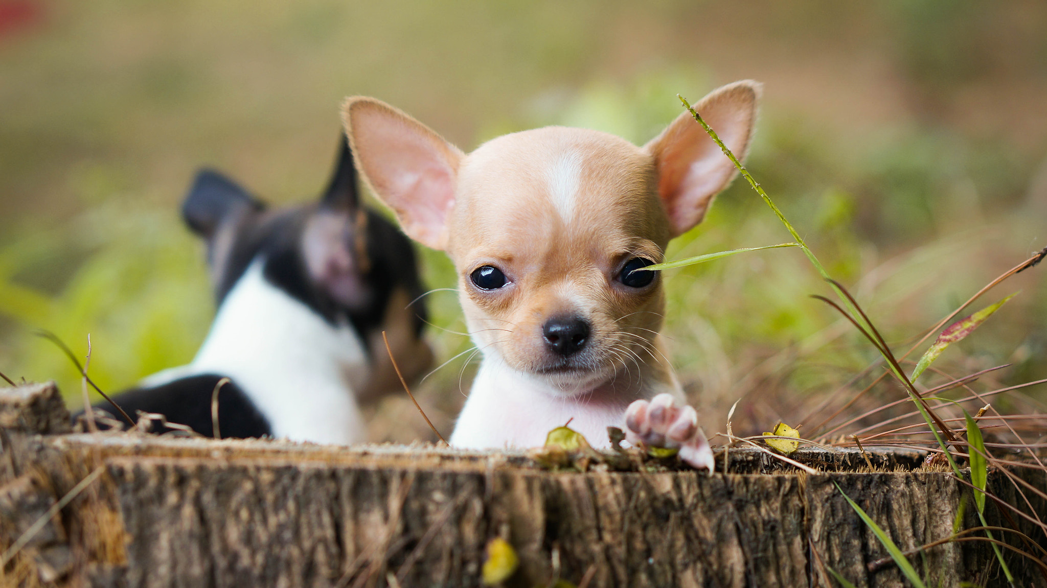 Sony Alpha NEX-5T + E 50mm F1.8 OSS sample photo. Puppy photography