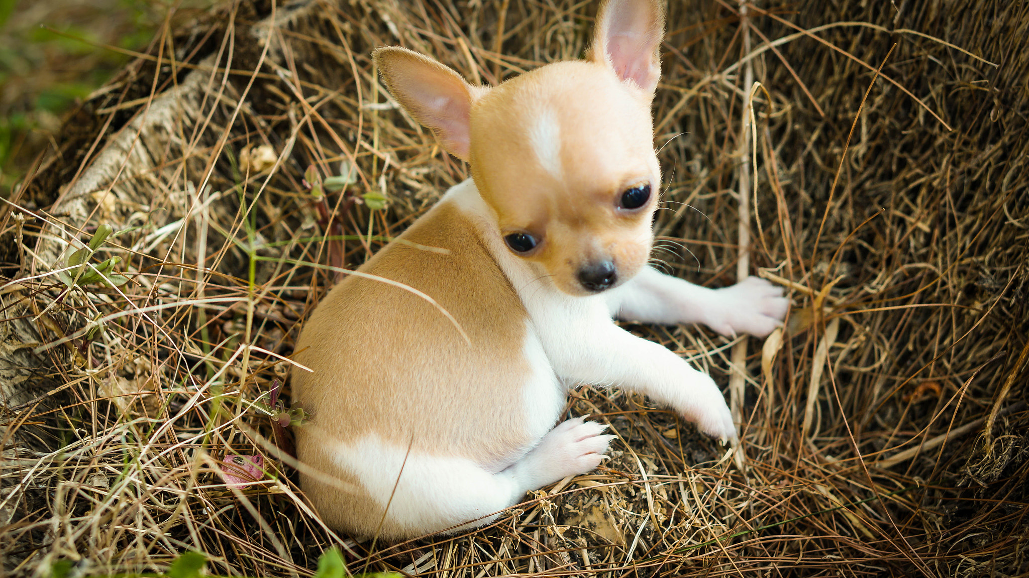 Sony Alpha NEX-5T + E 50mm F1.8 OSS sample photo. Puppy photography