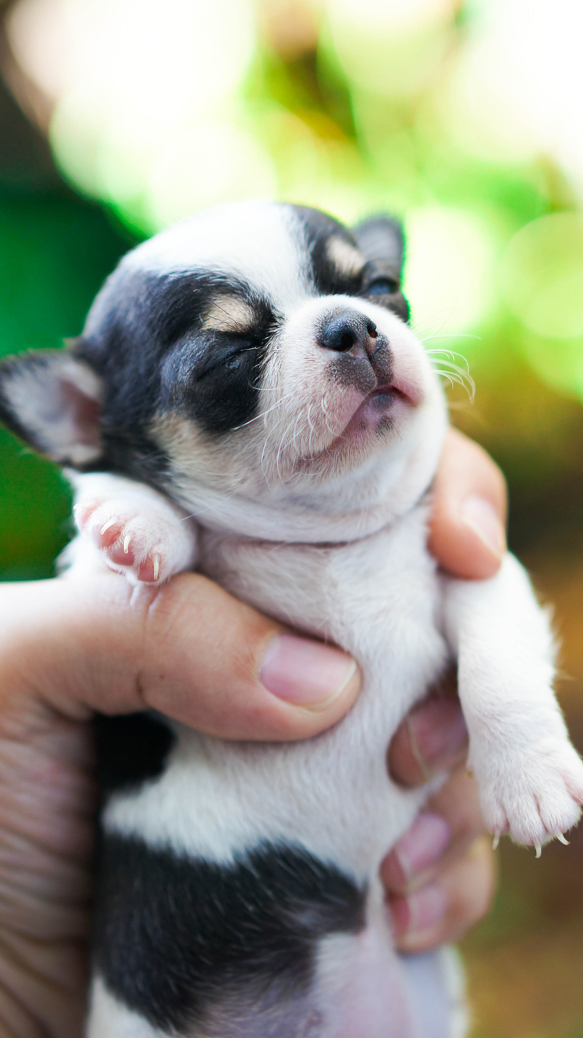 Sony Alpha NEX-5T + E 50mm F1.8 OSS sample photo. Puppy 10 days photography