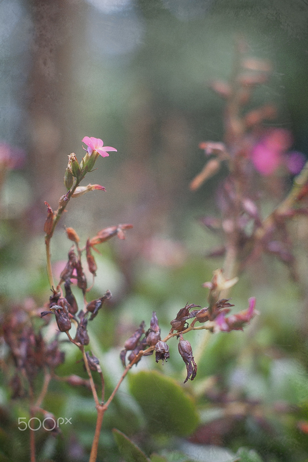 Sony Alpha DSLR-A350 + Minolta AF 50mm F1.7 New sample photo. Pink photography