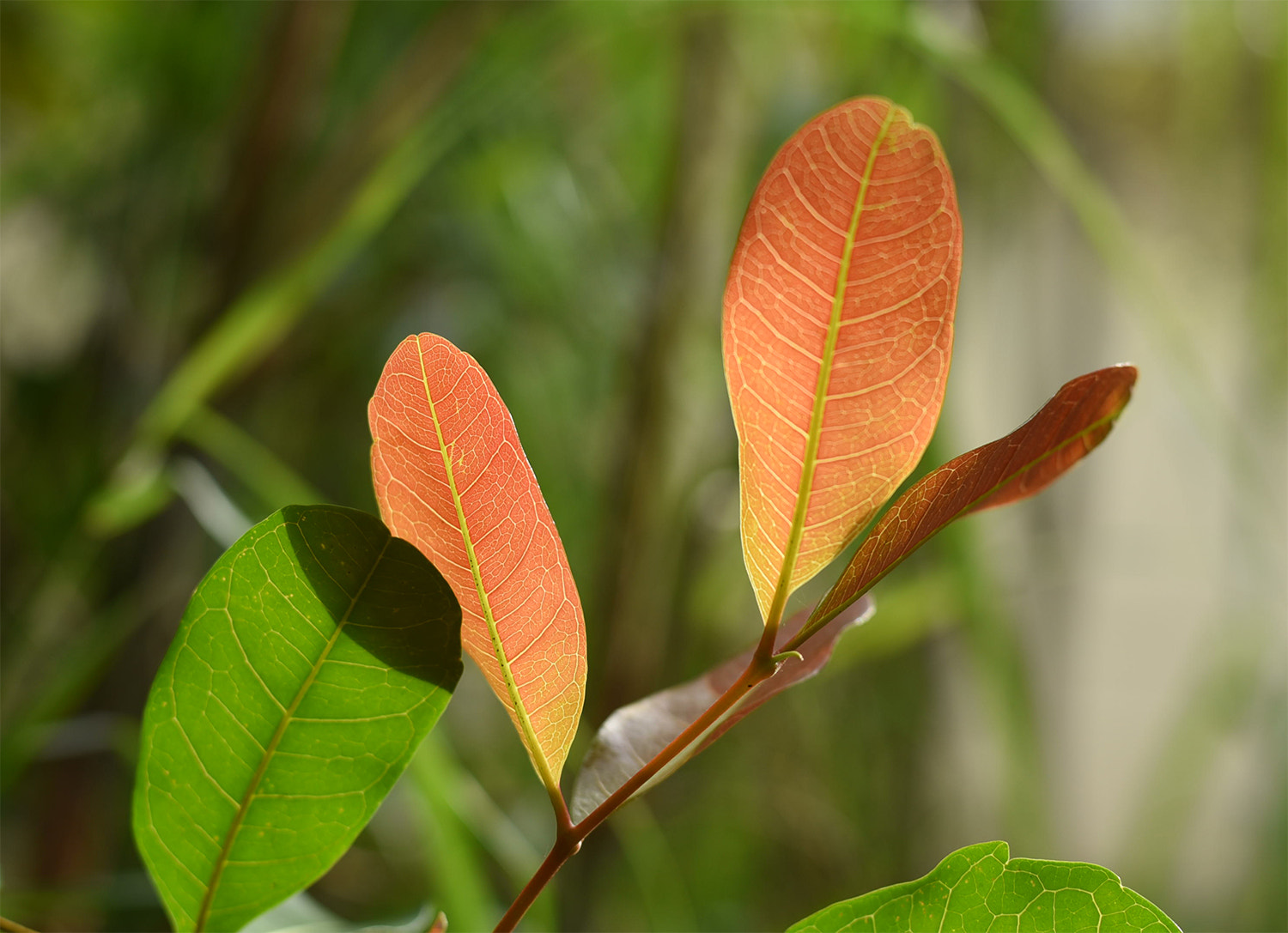 ZEISS Planar T* 50mm F1.4 sample photo. Image photography