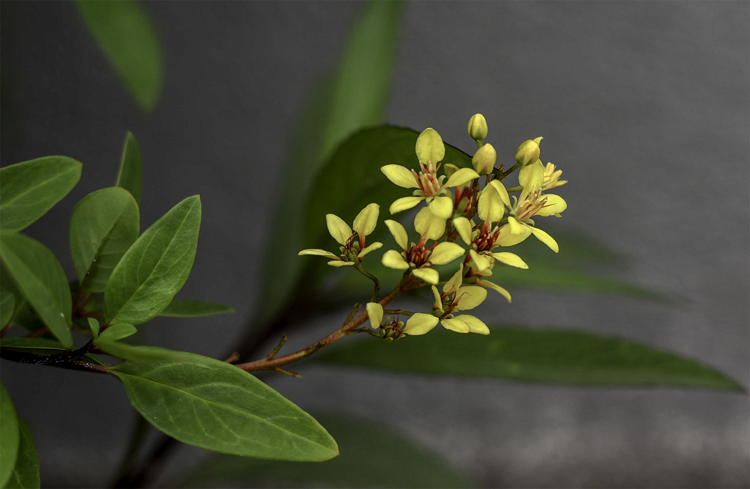 ZEISS Planar T* 50mm F1.4 sample photo. Image photography