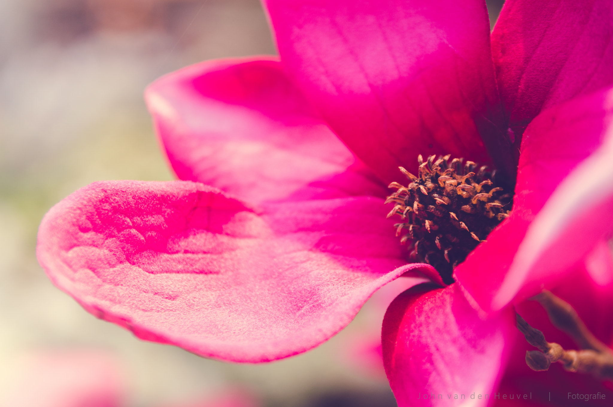 Sigma 17-70mm F2.8-4 DC Macro OS HSM | C sample photo. Spring is coming photography