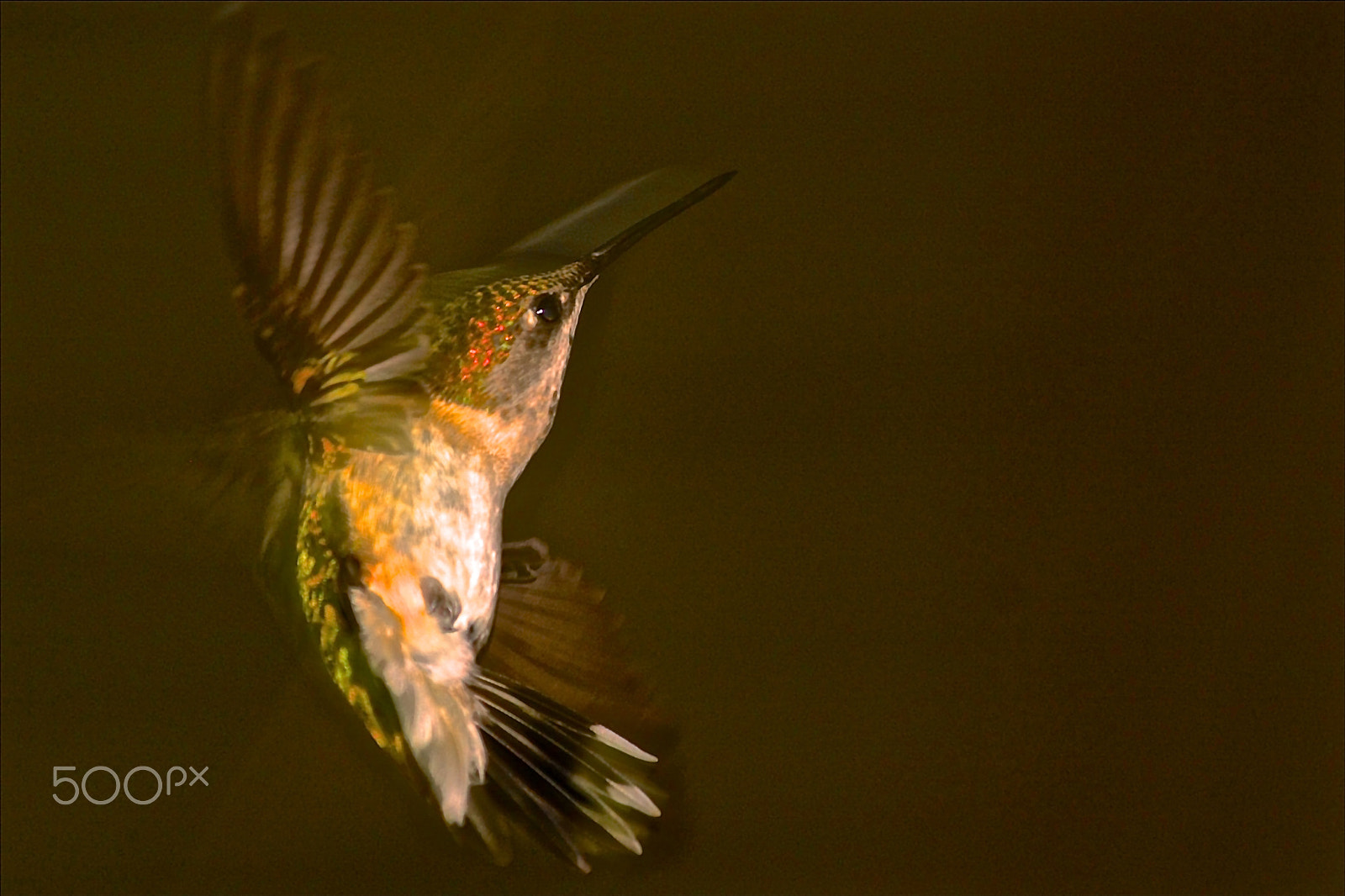Canon EOS 450D (EOS Rebel XSi / EOS Kiss X2) sample photo. Humming bird in flight photography