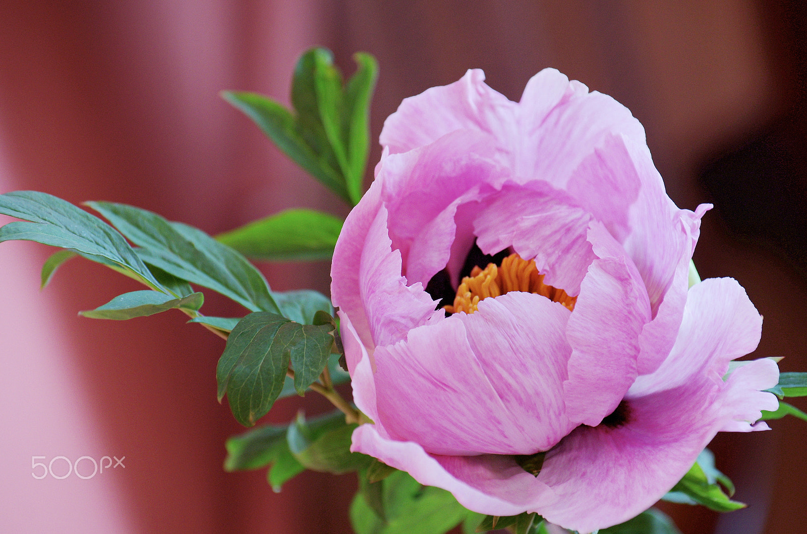 Pentax K-5 IIs sample photo. Pink peony.jpg photography