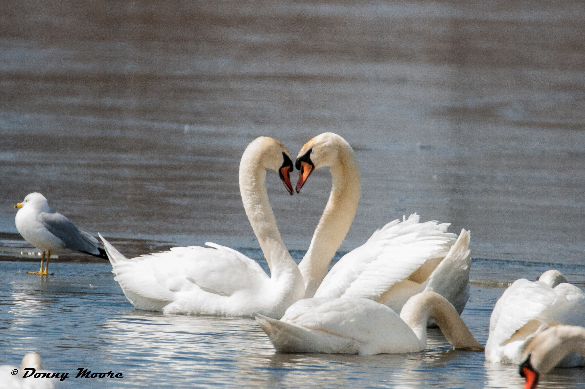 Canon EOS 400D (EOS Digital Rebel XTi / EOS Kiss Digital X) sample photo. Swans heart shaped love photography