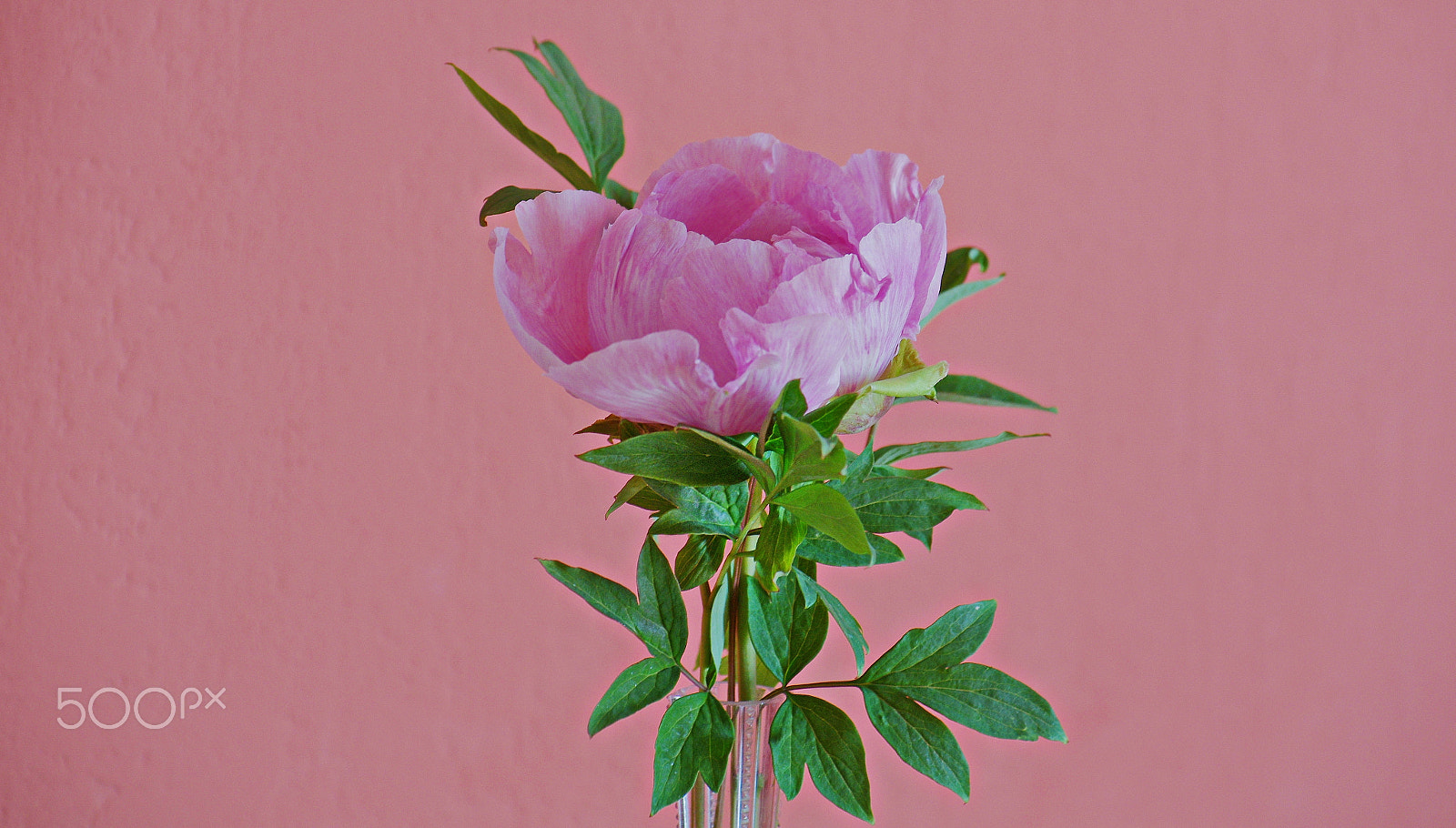 Pentax K-5 IIs sample photo. Pink peony_1.jpg photography