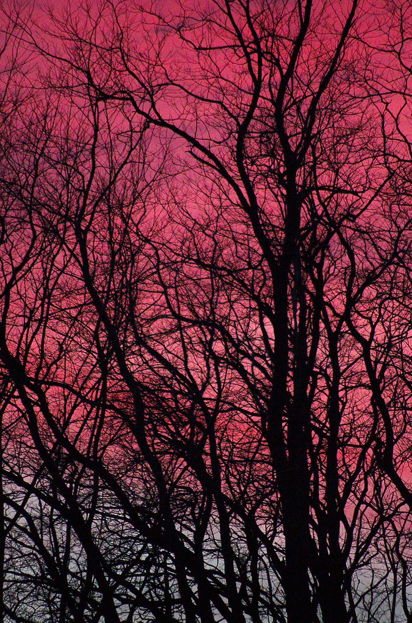 Pentax smc DA 55-300mm F4.0-5.8 ED sample photo. Tree veins photography