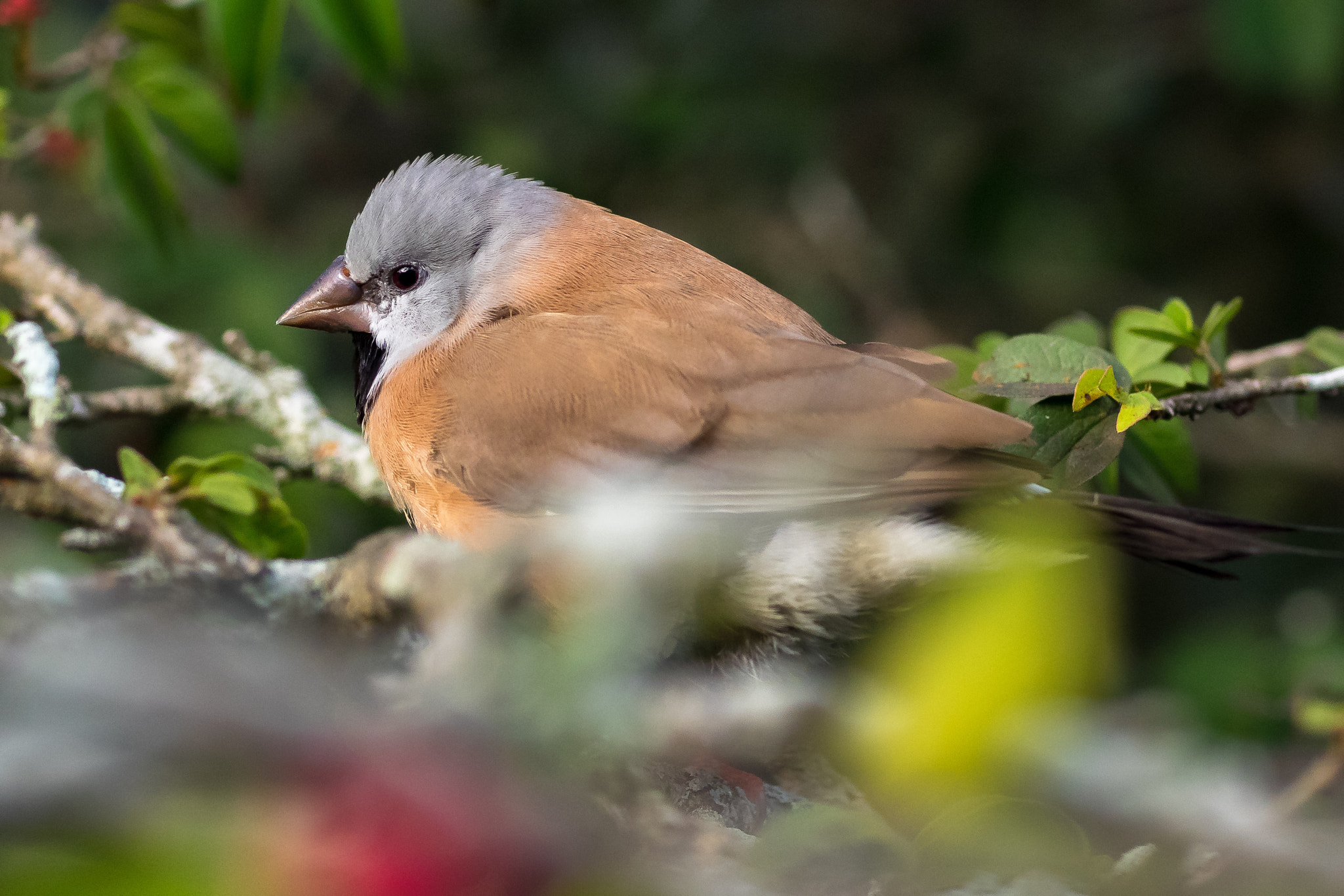 Olympus OM-D E-M1 + OLYMPUS 50mm Lens sample photo. Long-tailed finch (poephila acuticauda) photography