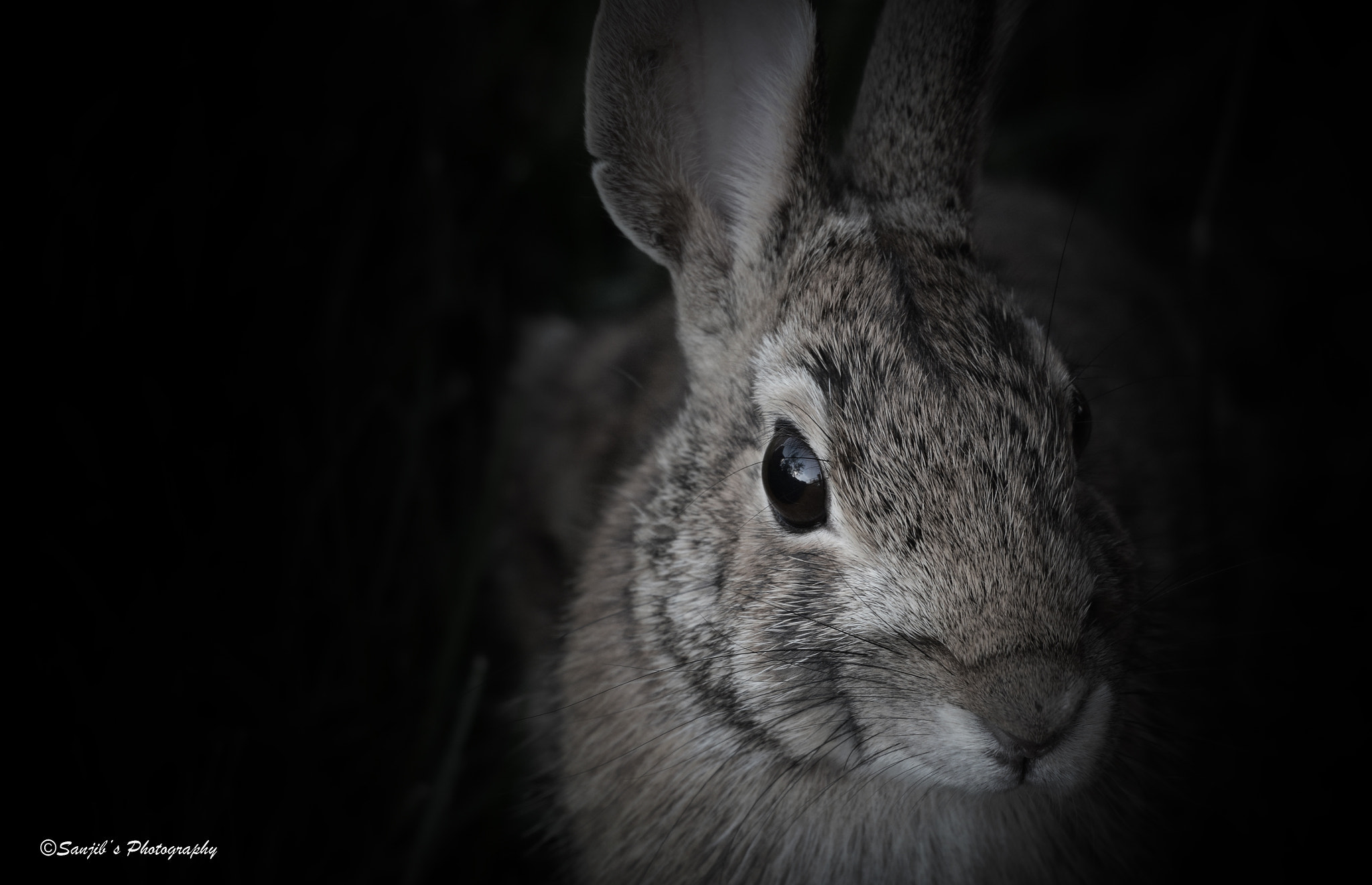 AF Zoom-Nikkor 28-100mm f/3.5-5.6G sample photo. Rabbit photography