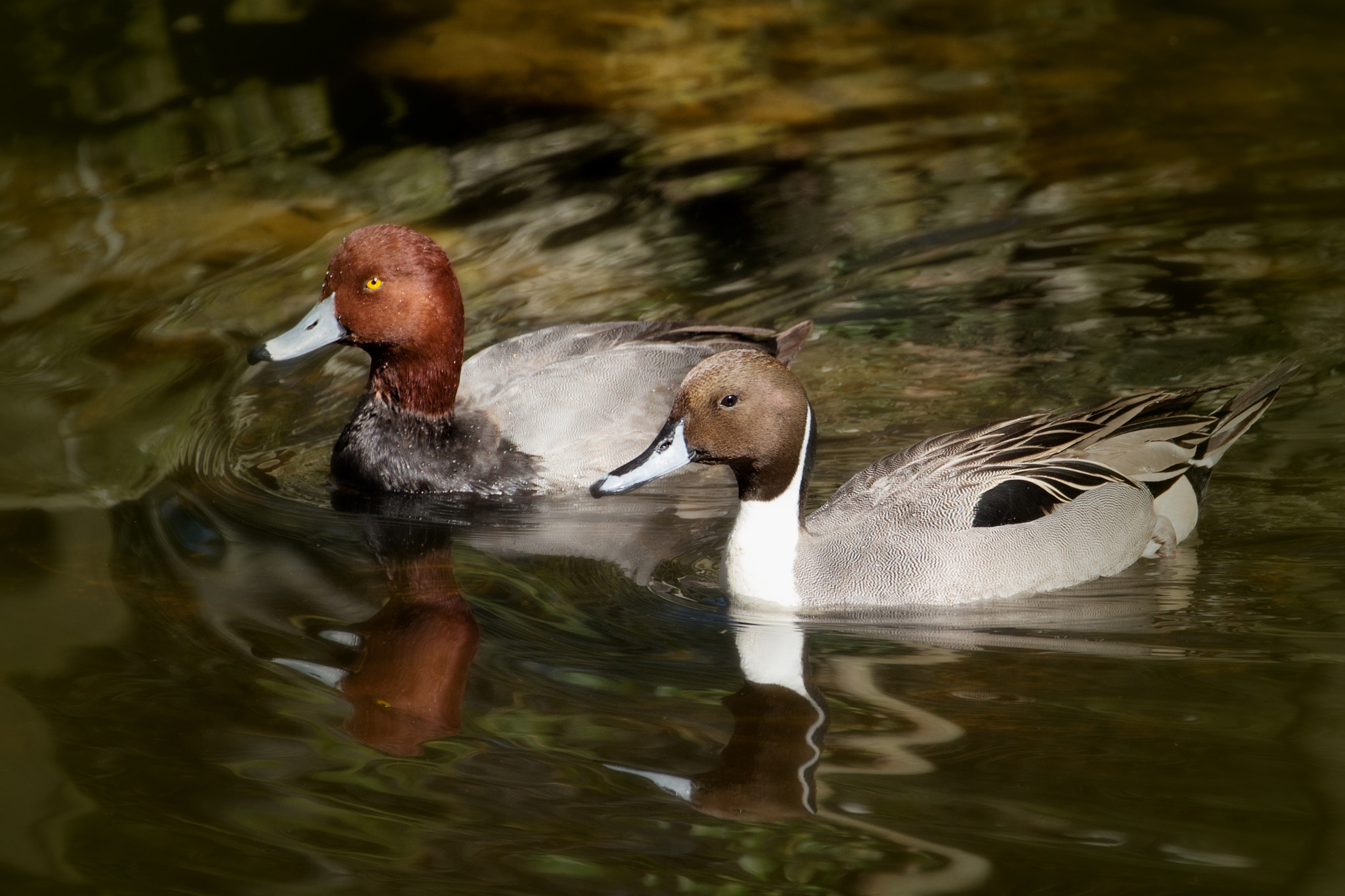 Canon EOS 100D (EOS Rebel SL1 / EOS Kiss X7) + Canon EF 70-300mm F4-5.6L IS USM sample photo. Red head duck and pintail duck photography