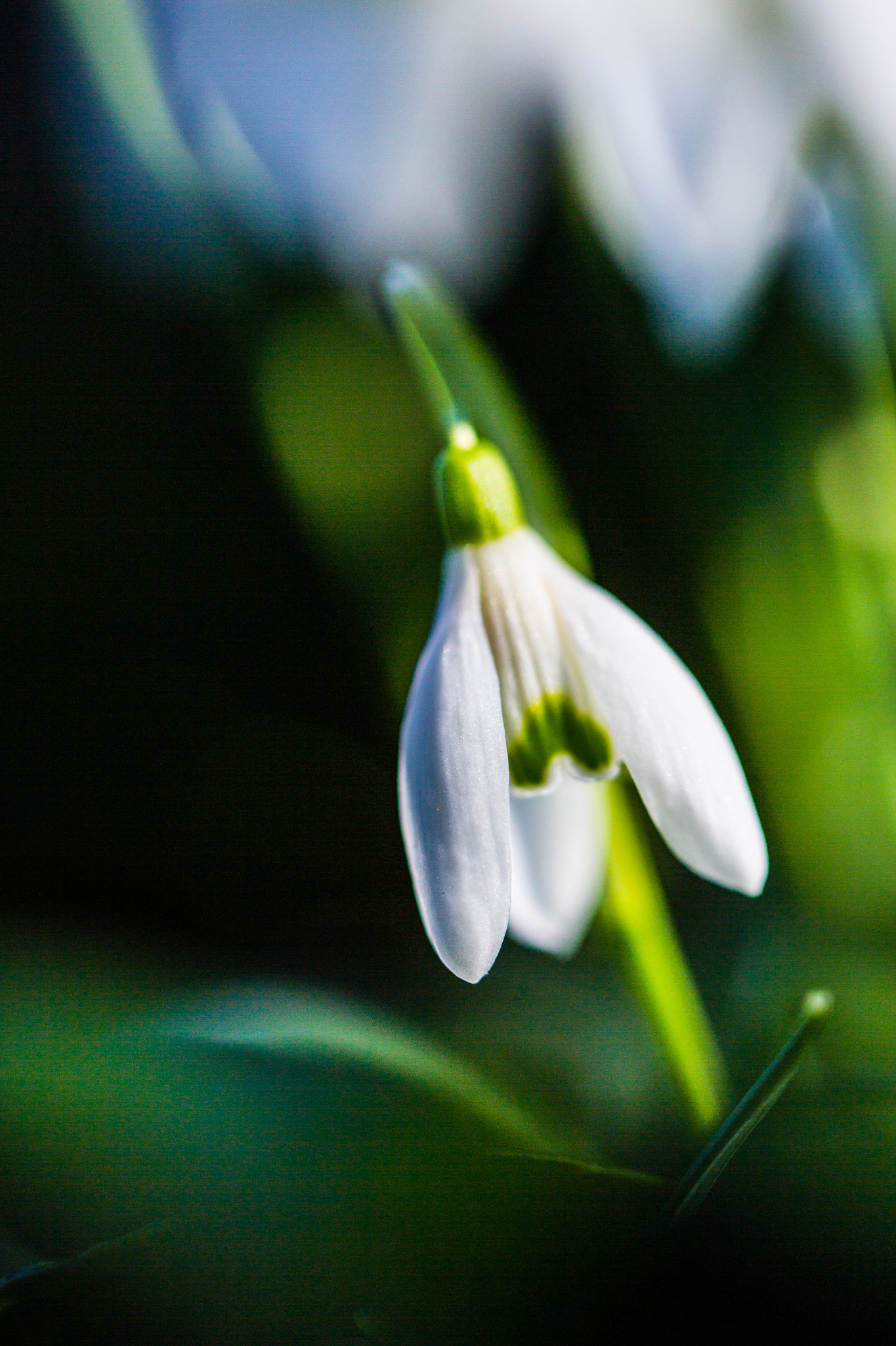 Spring Flowers - Snowdrop