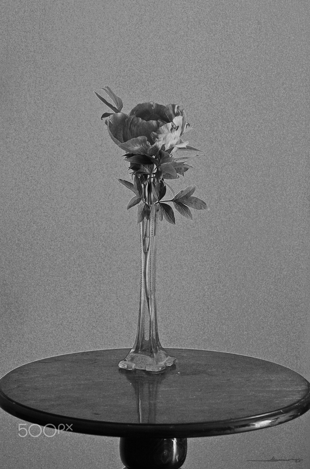 Pentax K-5 IIs sample photo. Pink_peony_b_w photography