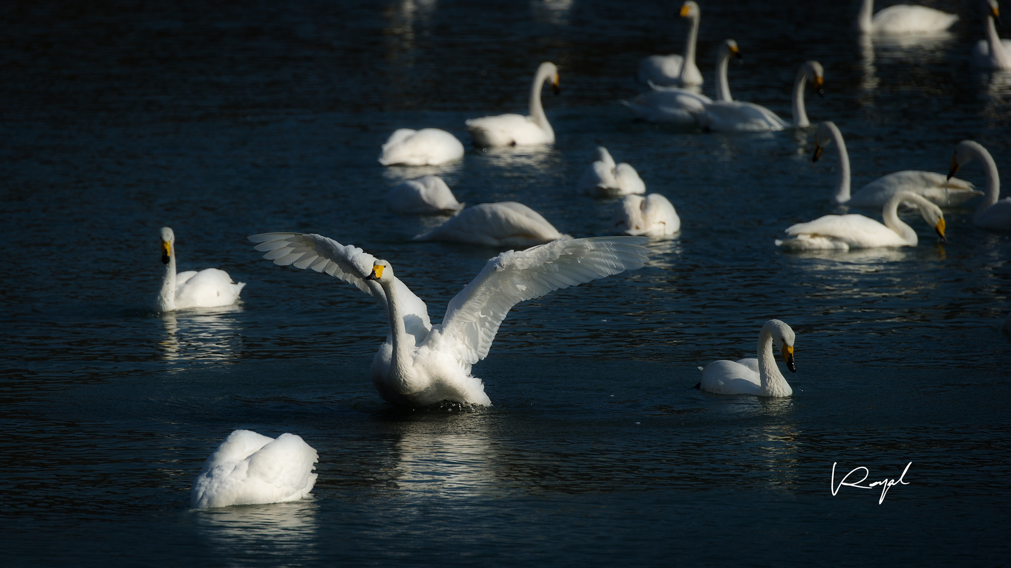Nikon D3S sample photo. The swans photography