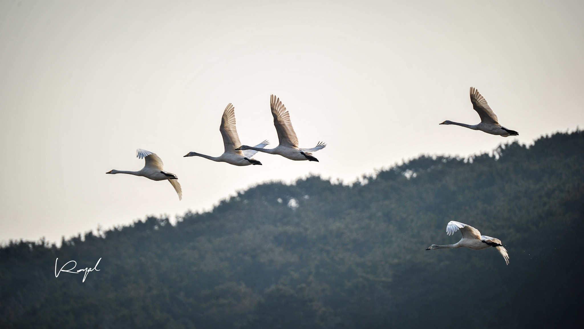 Nikon D3S sample photo. The flying swan photography