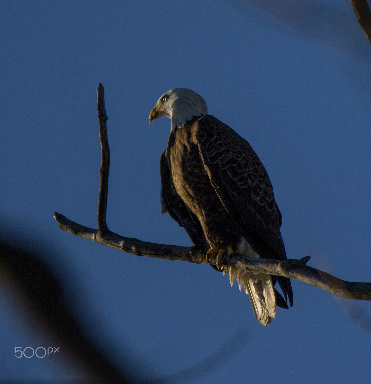 Sigma 150-600mm F5-6.3 DG OS HSM | C sample photo. Morning eagle photography