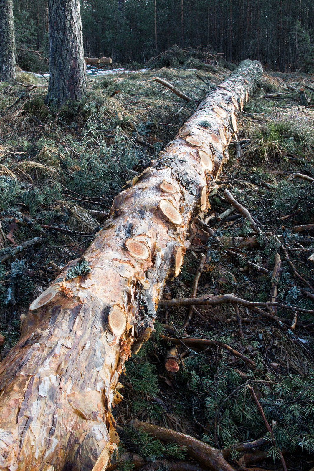 Canon EOS 600D (Rebel EOS T3i / EOS Kiss X5) sample photo. Timber cut photography