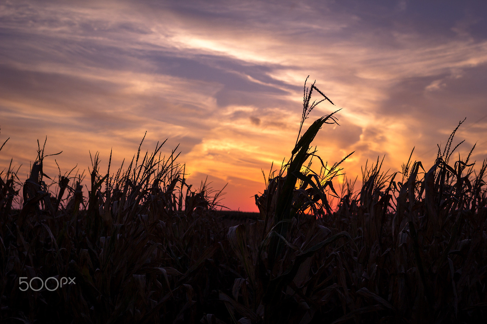 Canon EOS 60D + Canon EF 35mm F1.4L USM sample photo. Cornfield at sunset photography