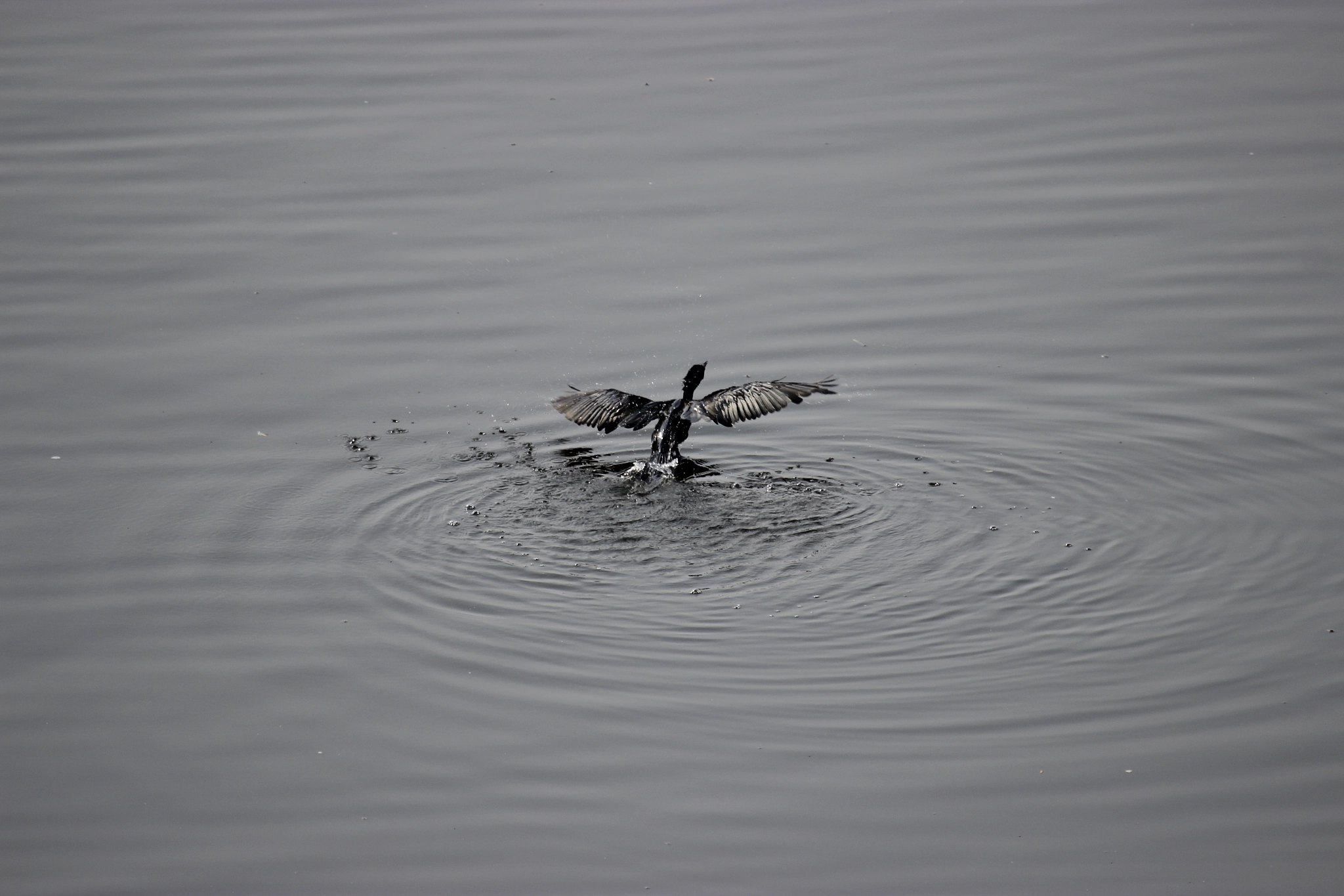 Canon EF 100-400mm F4.5-5.6L IS USM sample photo. Flight photography