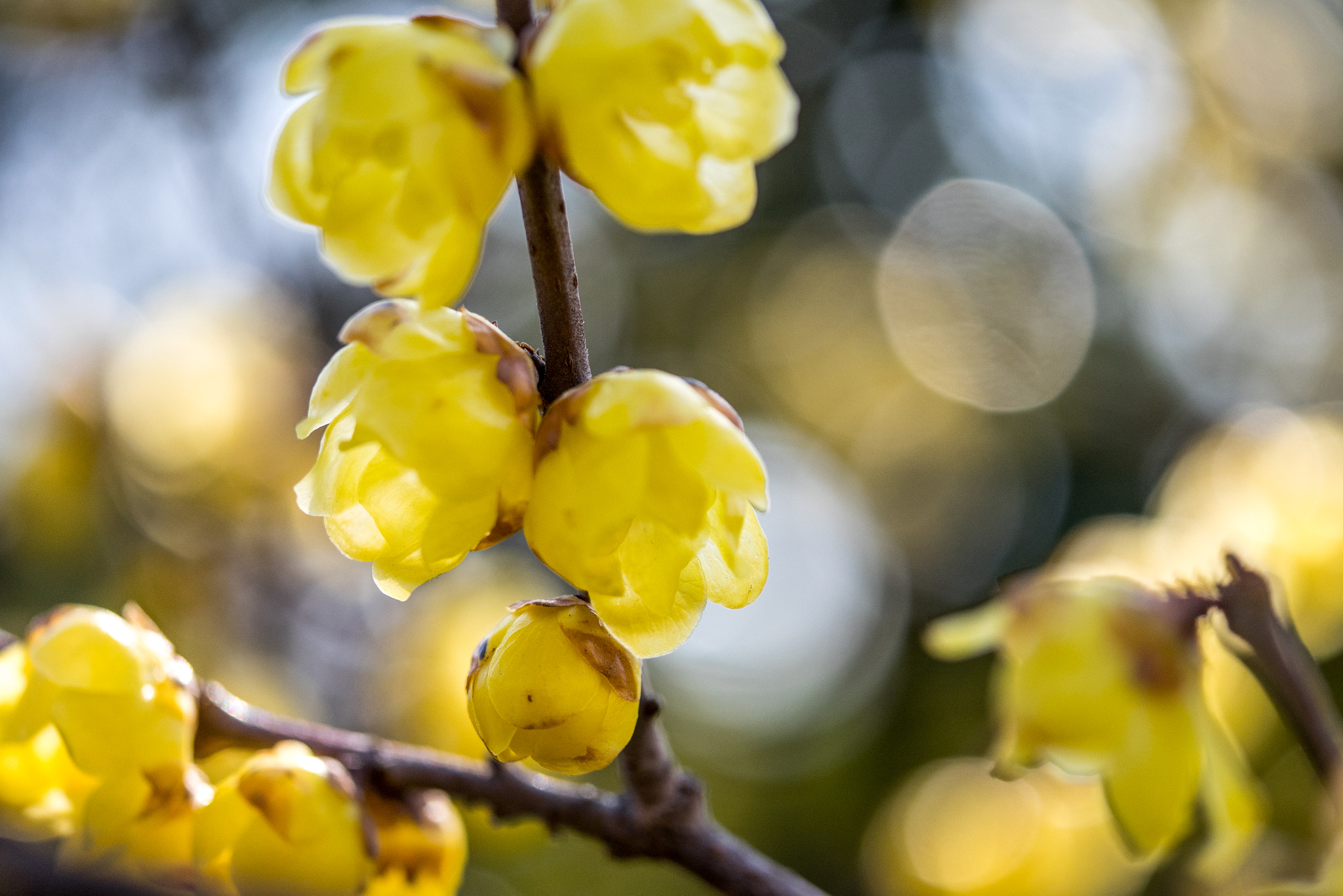 Panasonic Lumix DMC-GM1 sample photo. 早春の花 photography