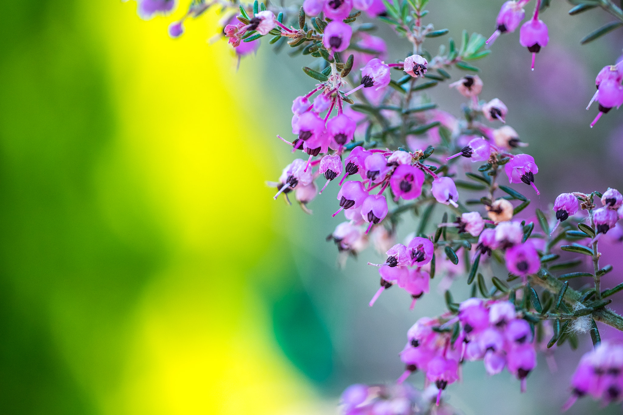 Panasonic Lumix DMC-GM1 sample photo. 早春の花 photography