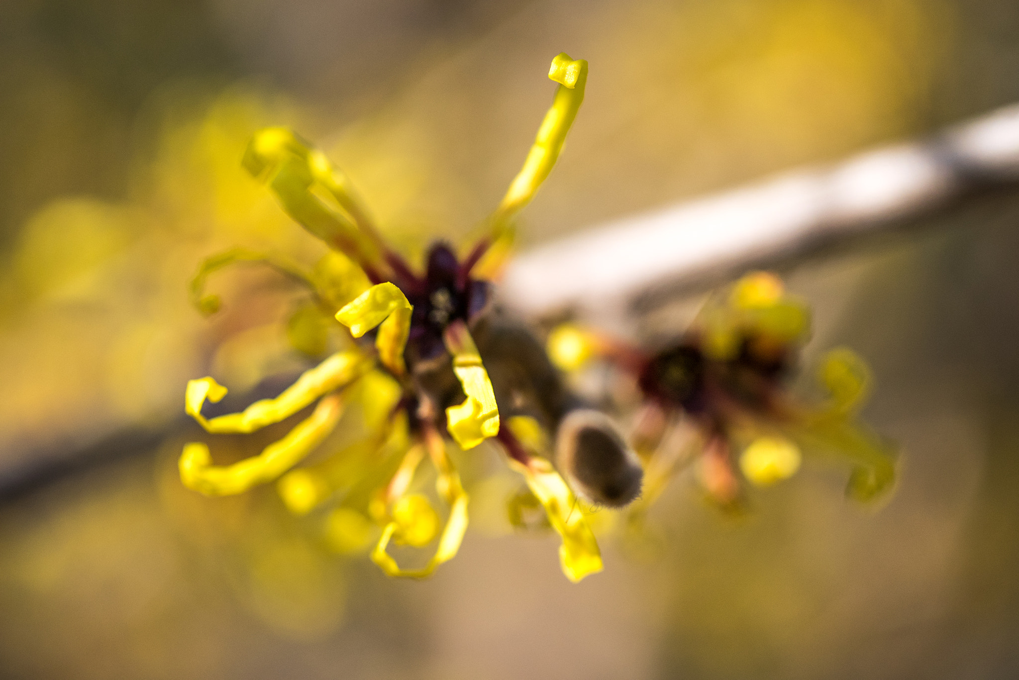 Panasonic Lumix DMC-GM1 sample photo. 早春の花 photography