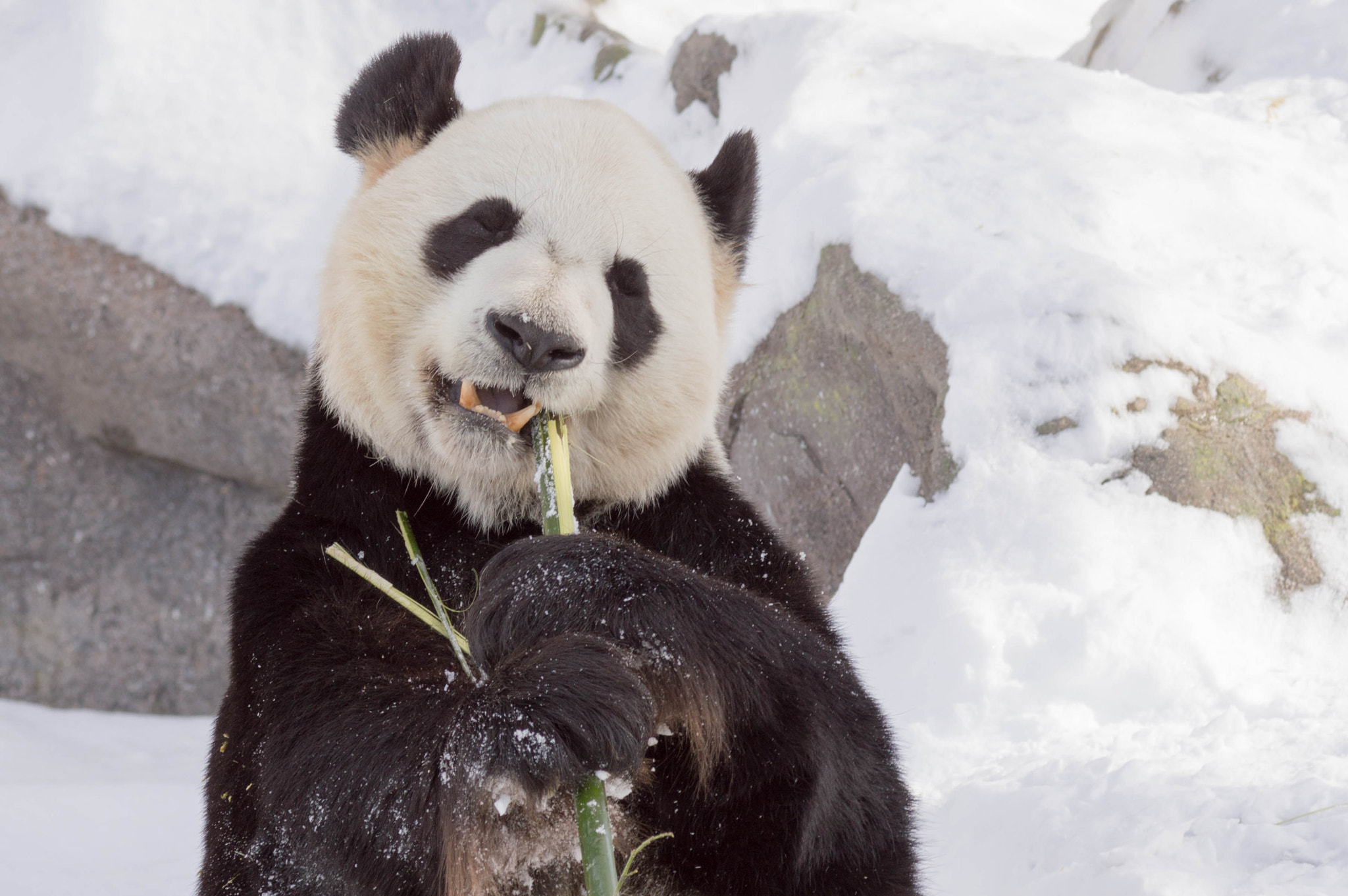 Nikon AF-Nikkor 80-200mm F2.8D ED sample photo. Da mao twisting head to eat bamboo photography