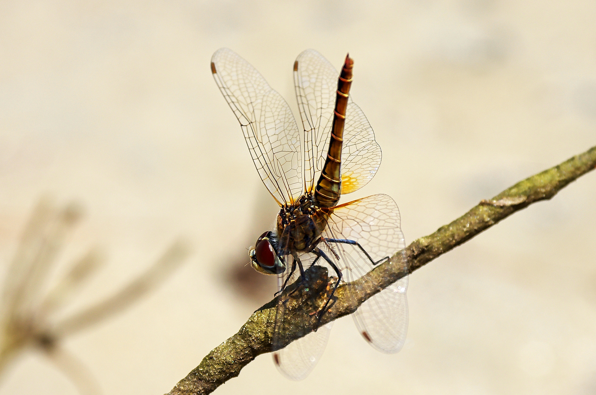 Pentax smc DA 17-70mm F4.0 AL (IF) SDM sample photo. Dragonfly photography