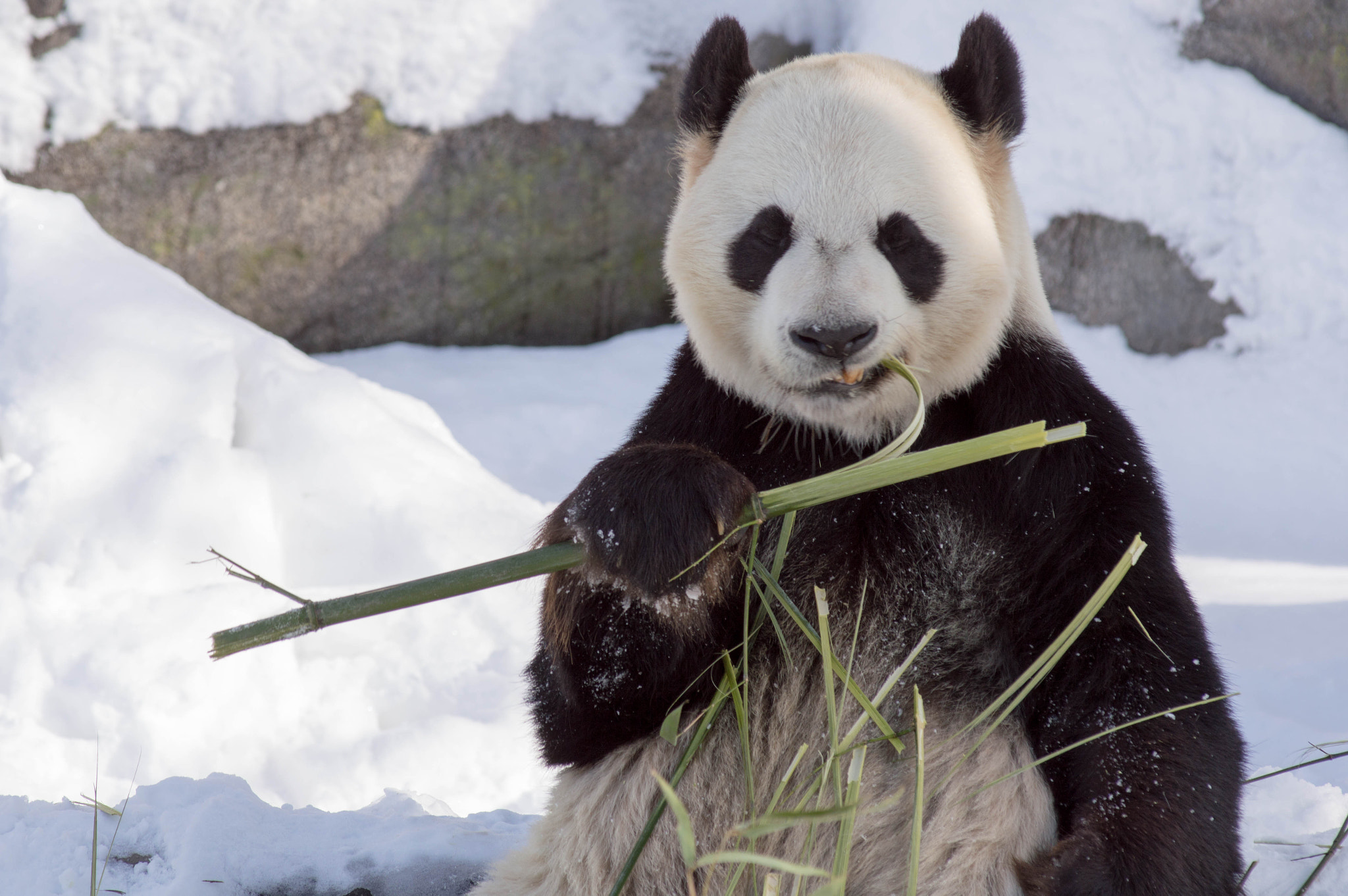 Nikon AF-Nikkor 80-200mm F2.8D ED sample photo. Da mao stripping off bamboo to eat photography