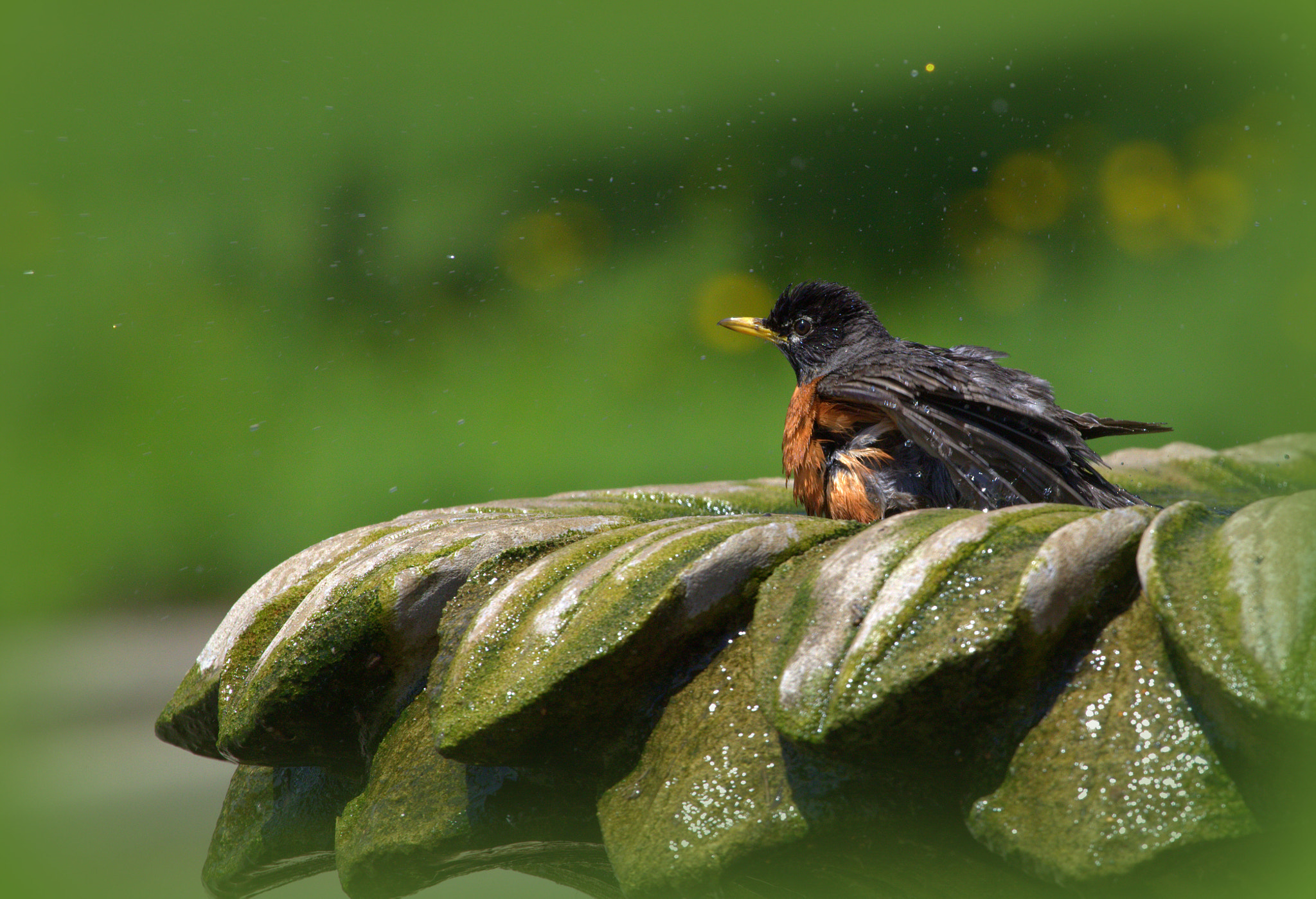 Canon EF 100-400mm F4.5-5.6L IS USM sample photo. American robin photography