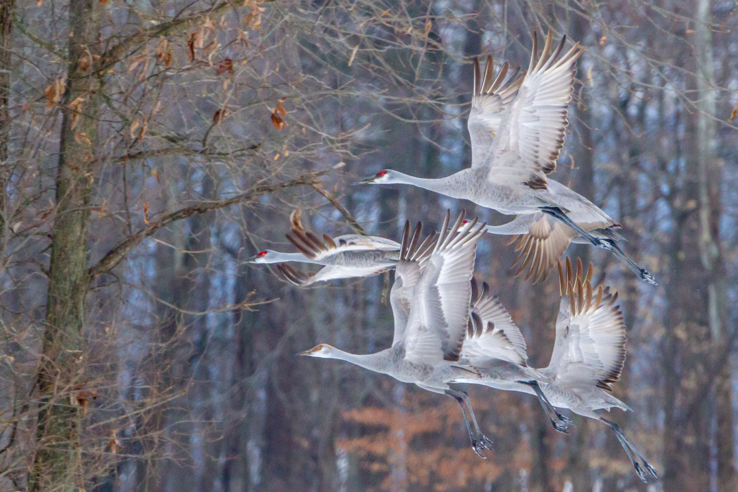 Canon EF 200-400mm F4L IS USM Extender 1.4x sample photo. Sandhill crane photography